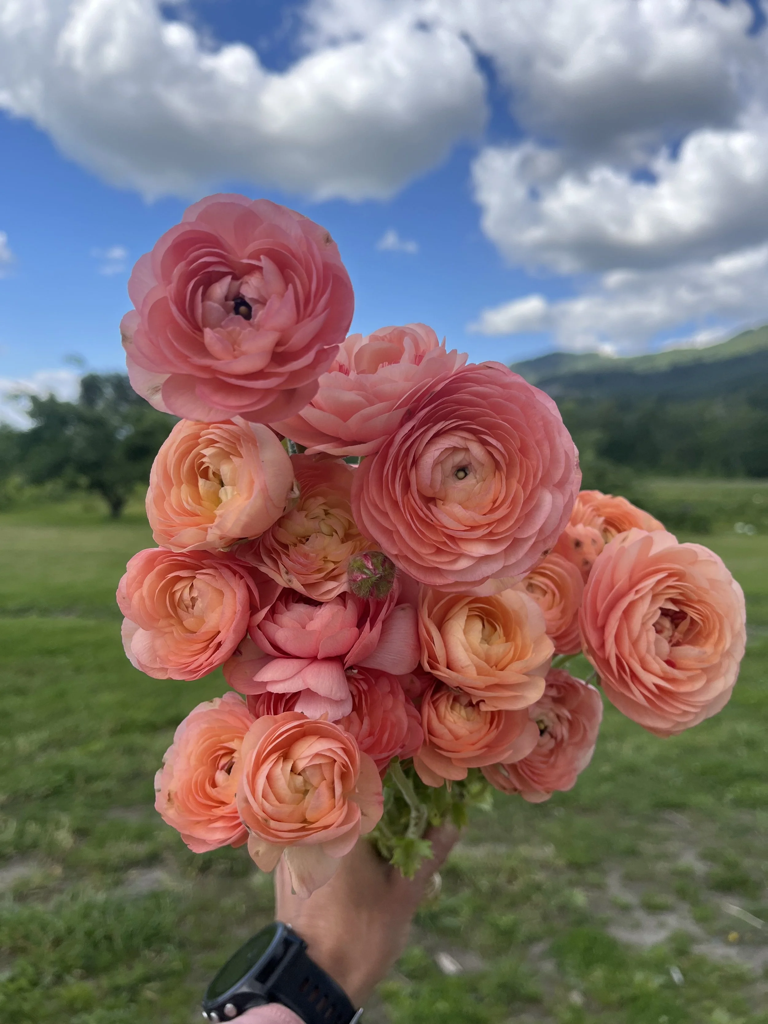 Ranunculus Pastello Peach