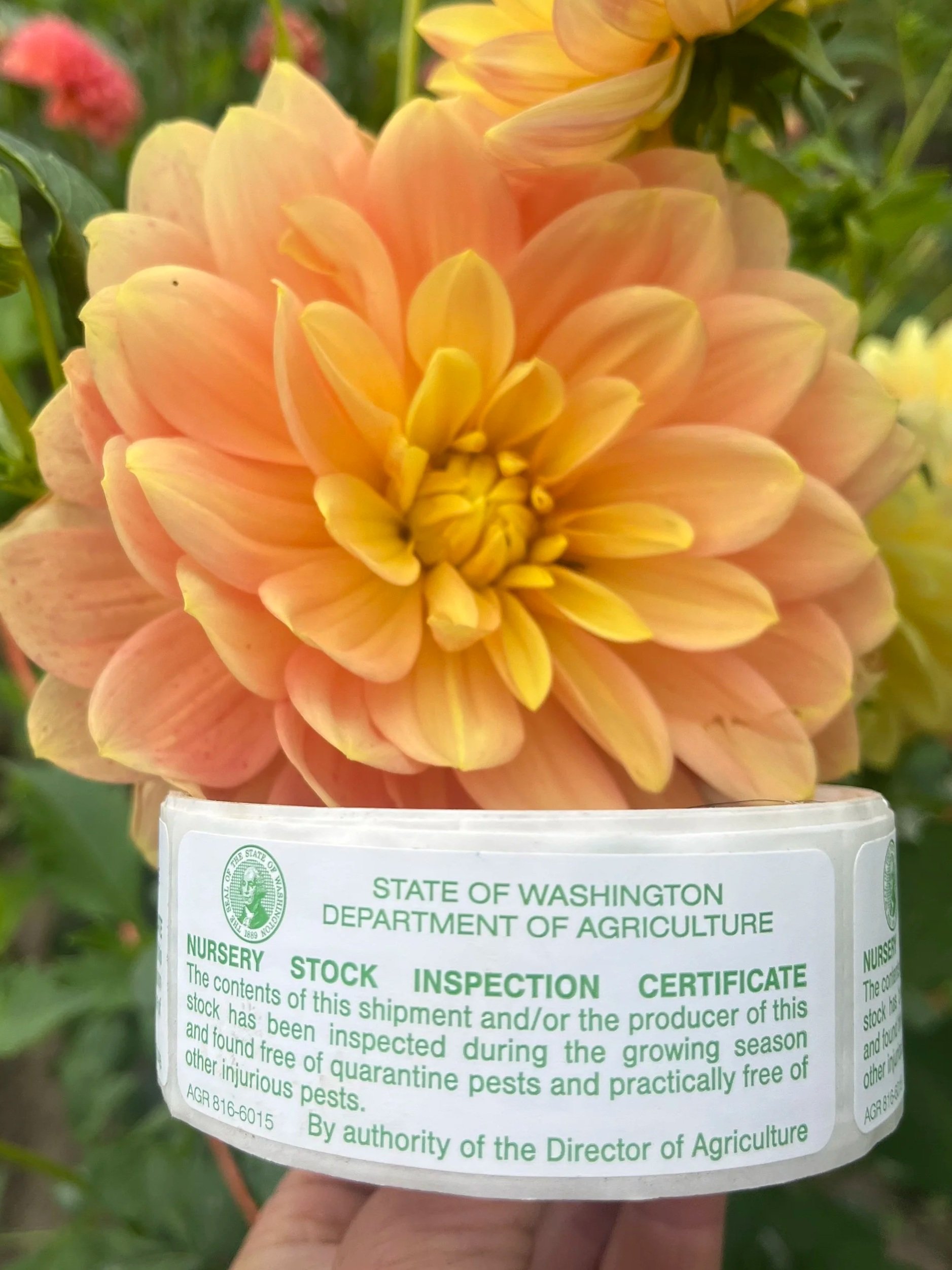 A peach-colored dahlia flower held in front of a nursery label from the State of Washington Department of Agriculture, indicating it has been inspected and found free of pests.