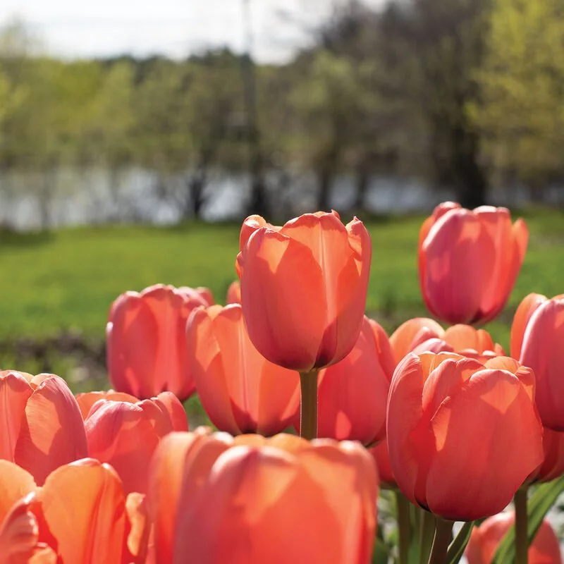 Tulip Apricot Impression
