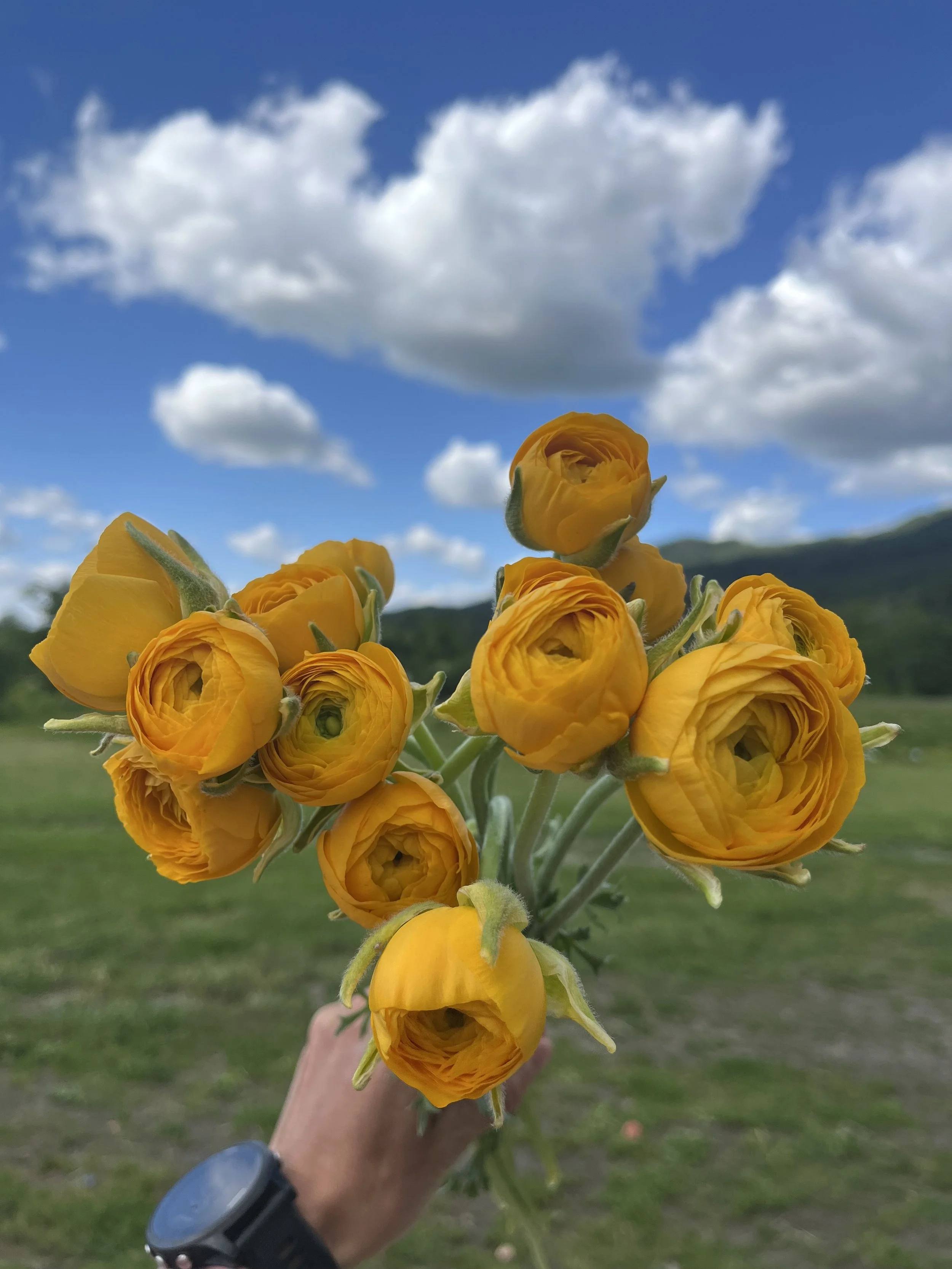 Ranunculus Giallo