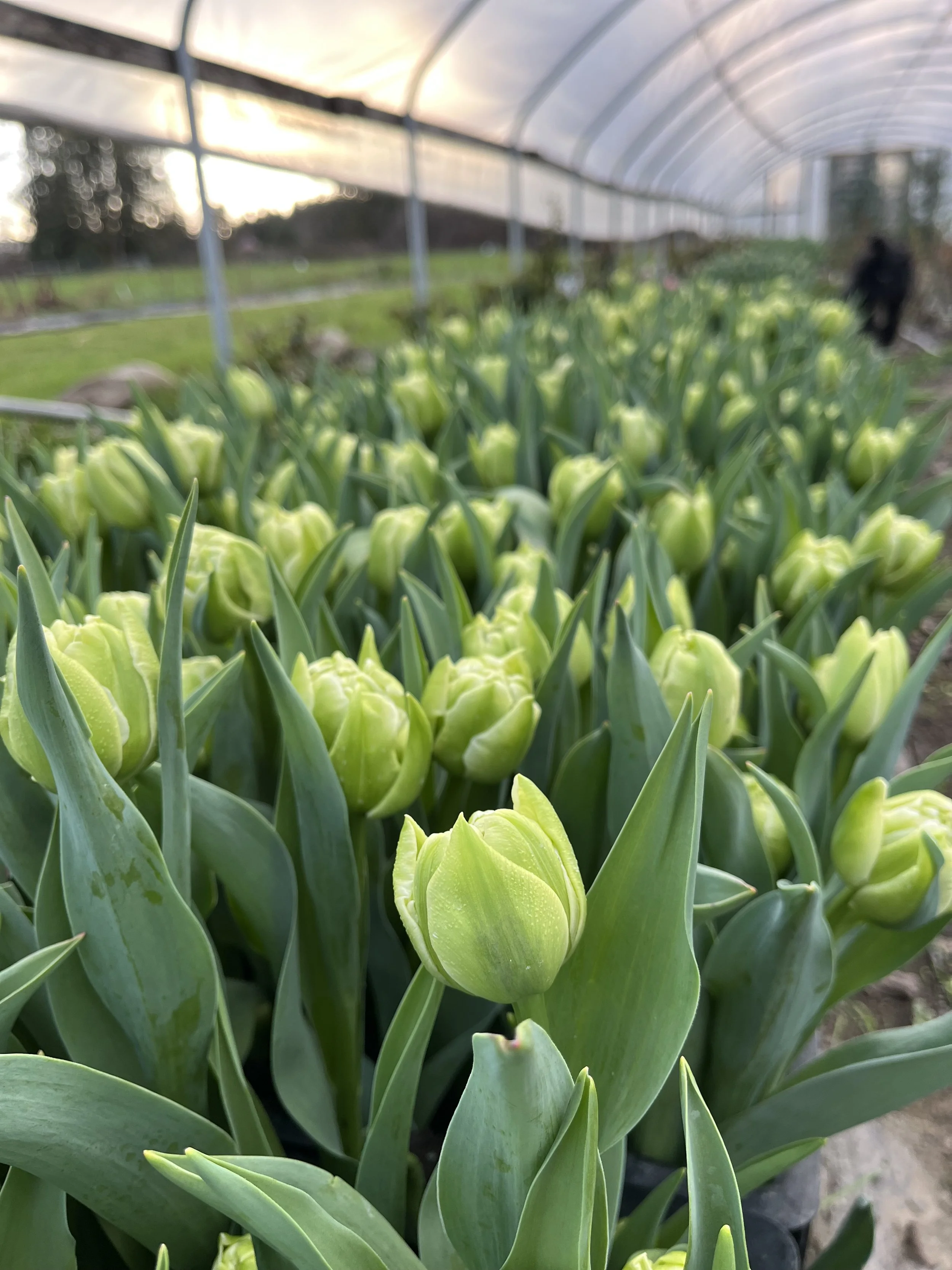 Tulip Avant Garde