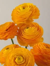 Ranunculus Giallo PICK UP ONLY
