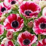 Anemone- MIstral Bicolor