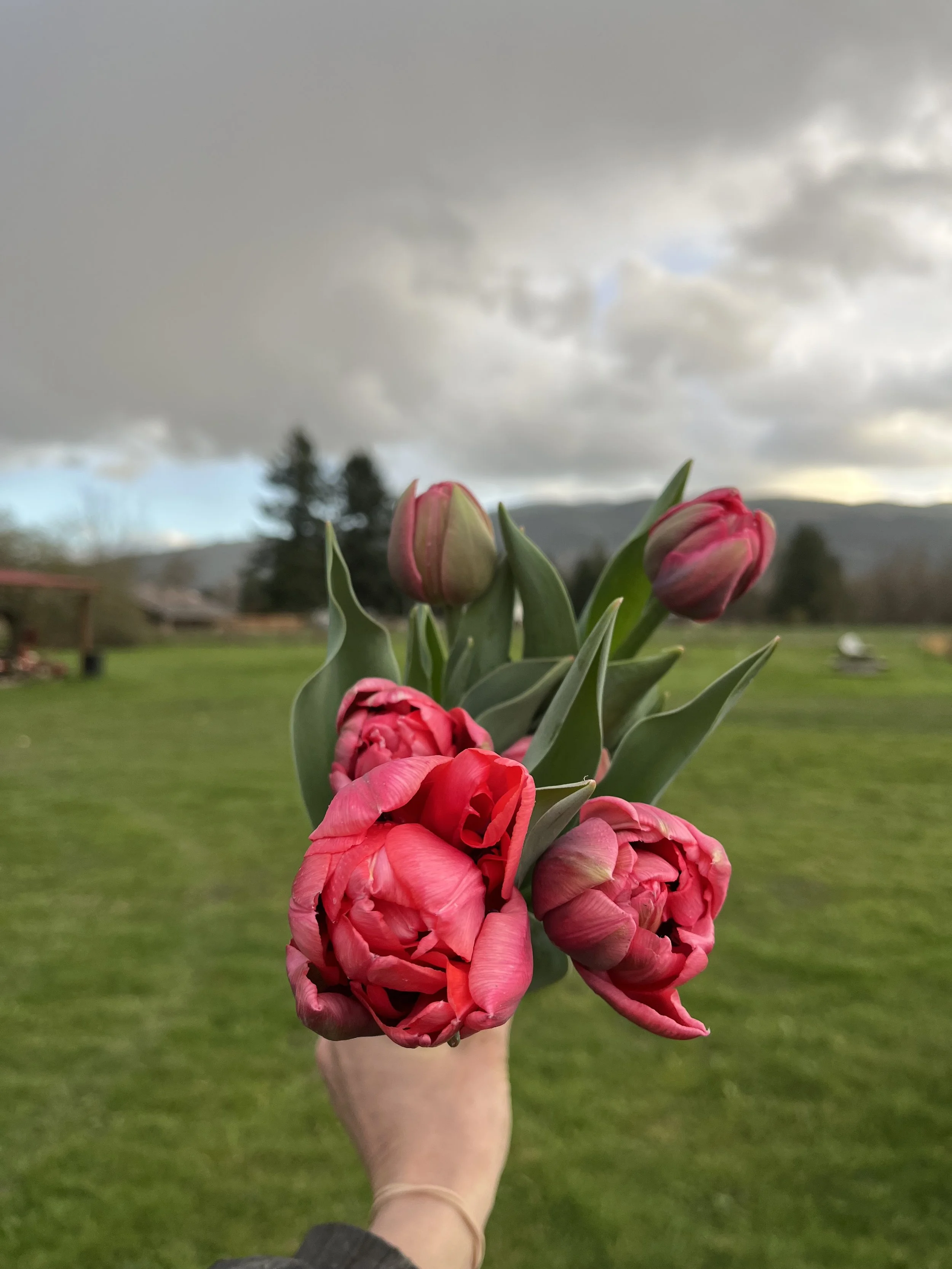 Tulip Etched Salmon