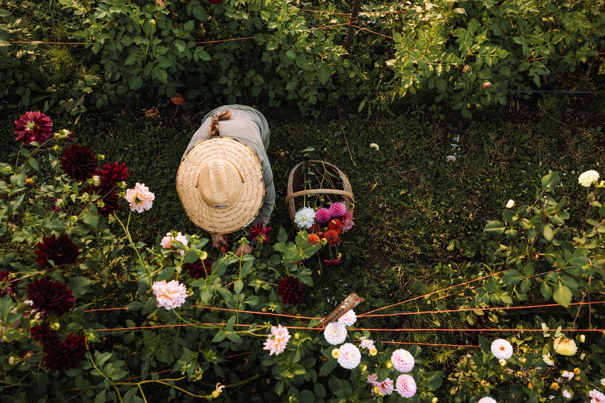 Gardener wearing a straw hat harvesting flowers in a garden, with a basket of cut flowers on the ground.