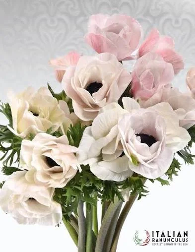 Anemone- Bianca Panda