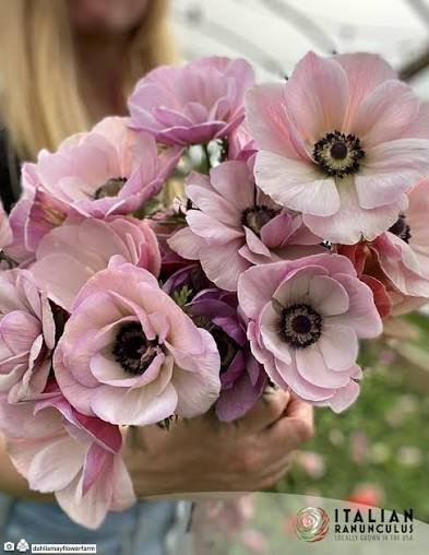 Anemone- Rarity