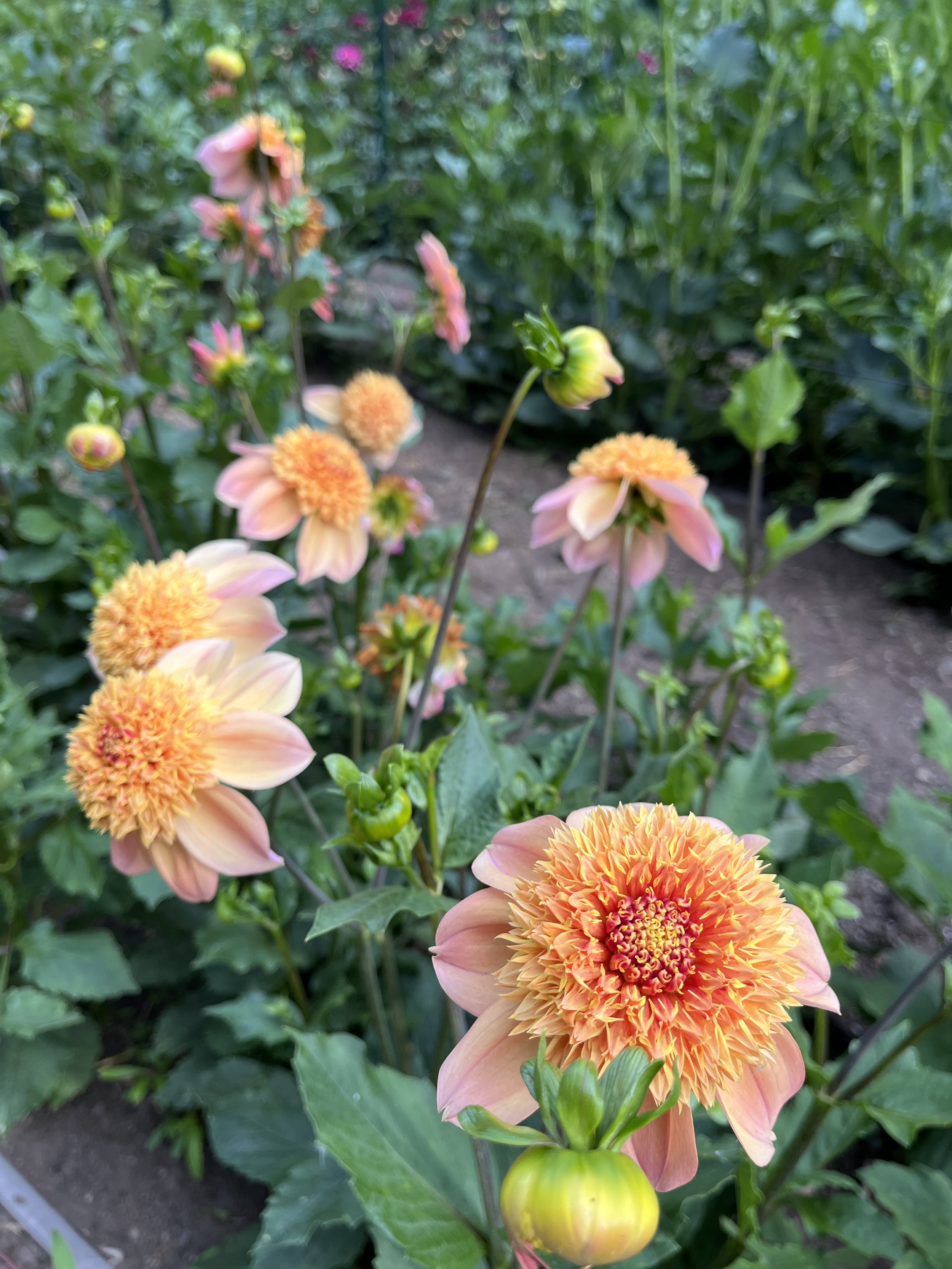 Sandia Brocade