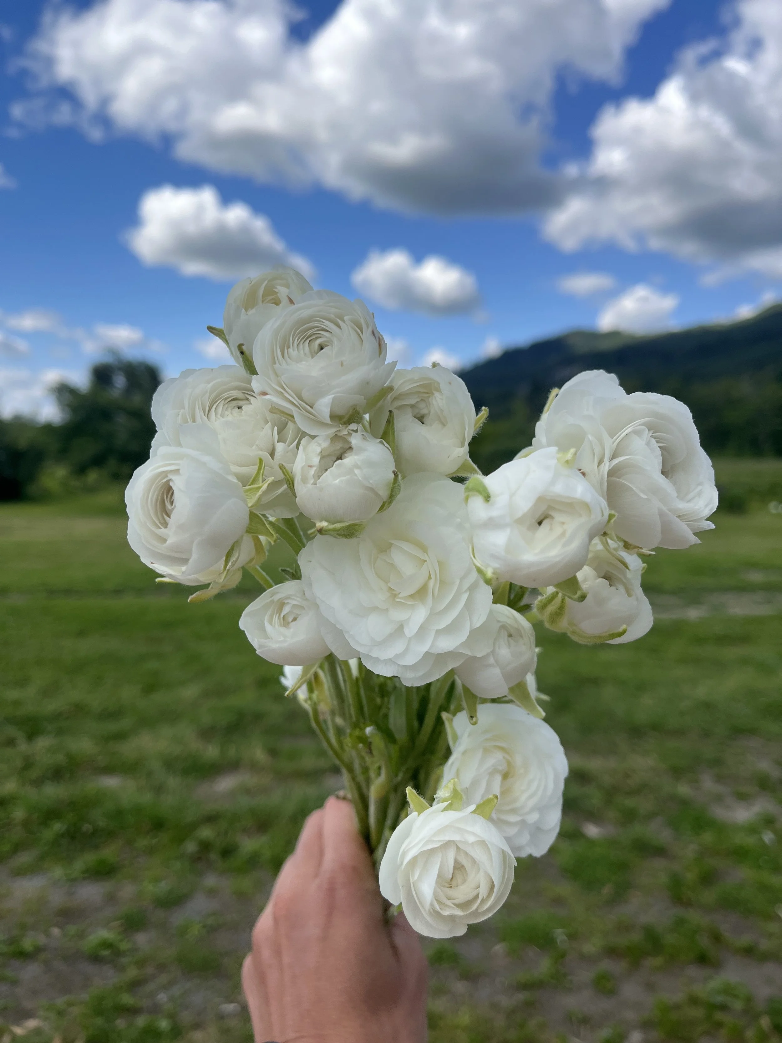 Ranunculus Bianco
