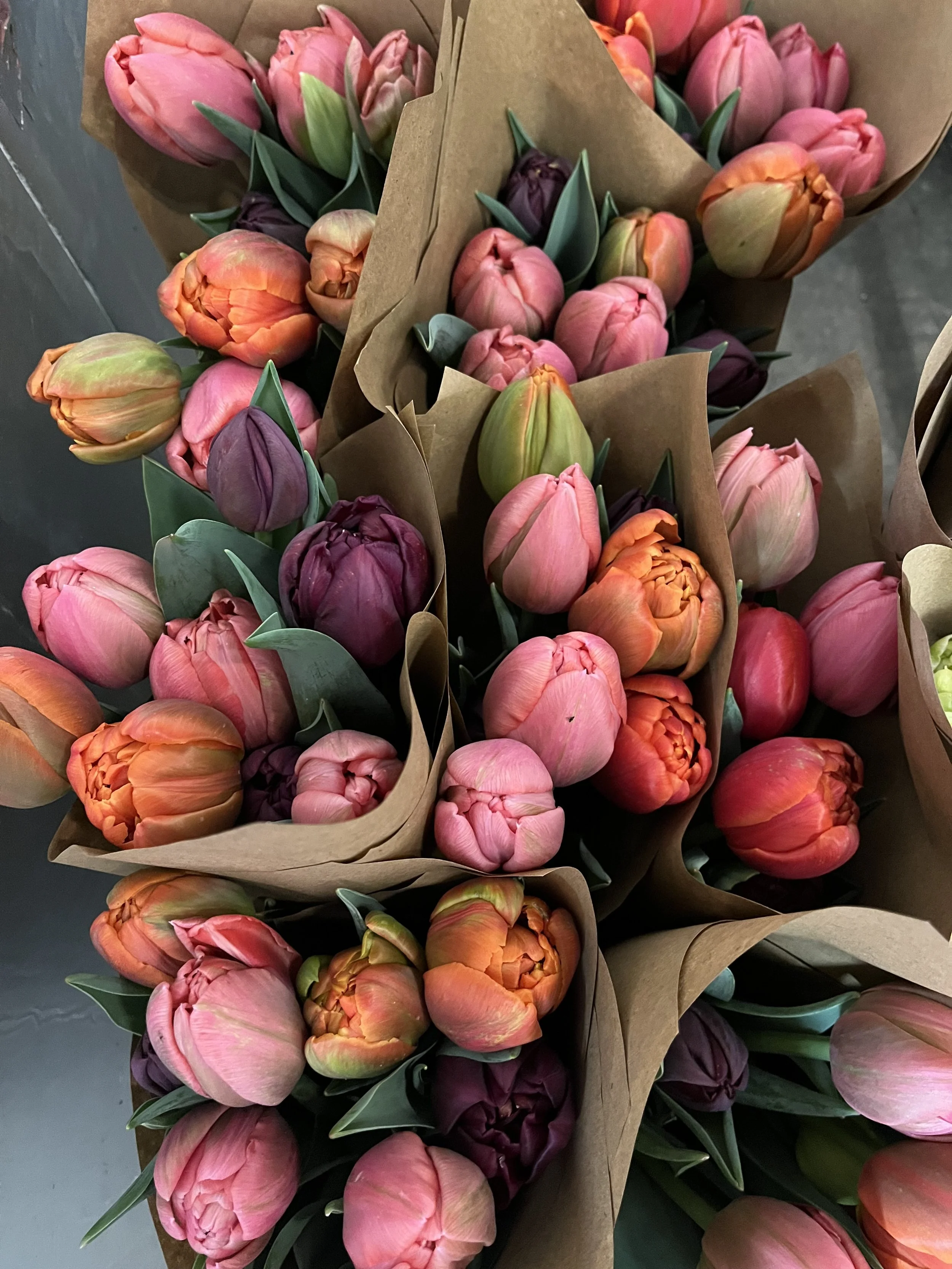 2026 Fancy Tulip Subscription