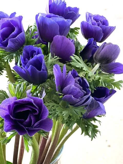 Anemone- MIstral Blue