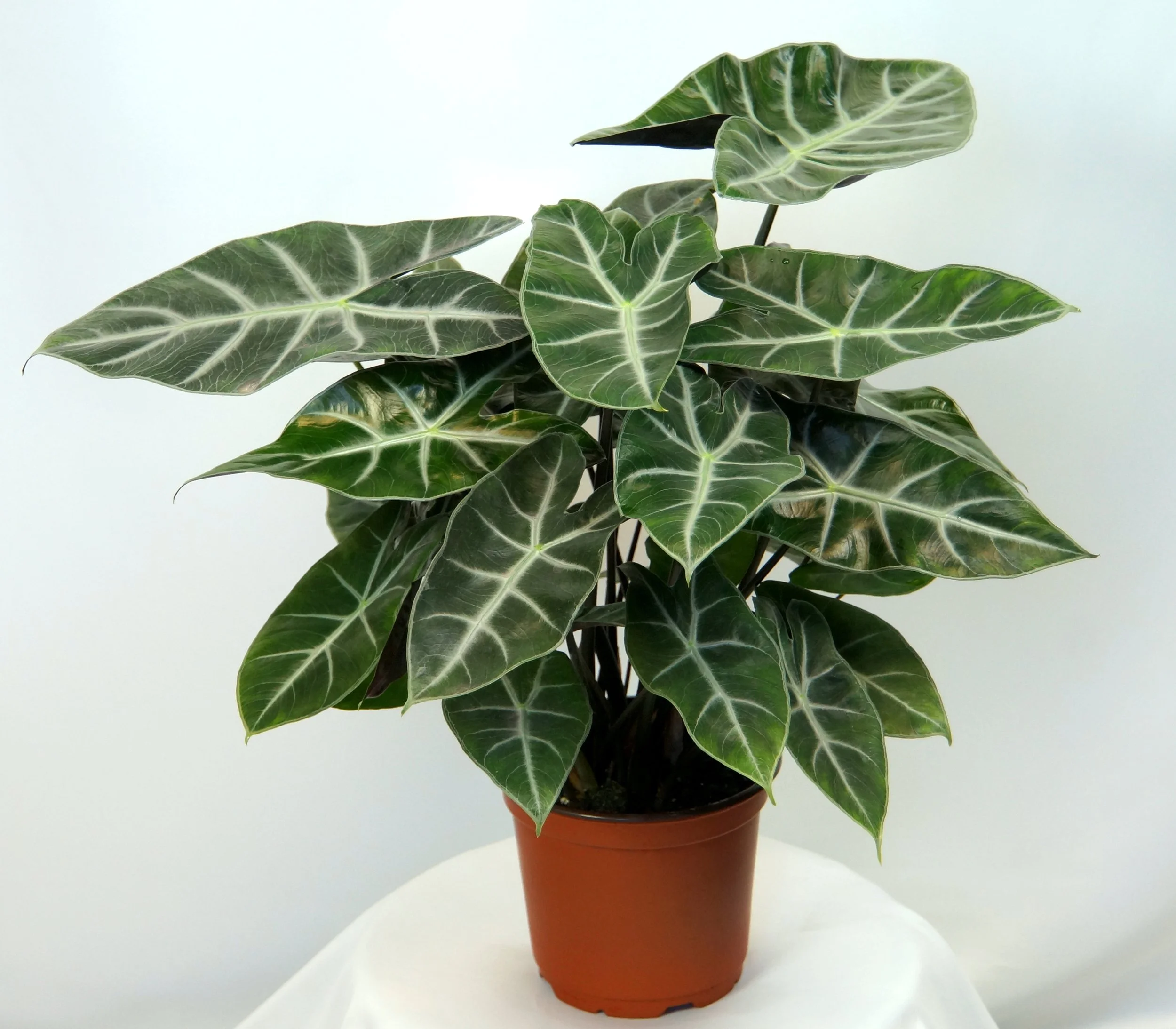 Alocasia Ebony 6-Inch Standard Pot (2).JPG
