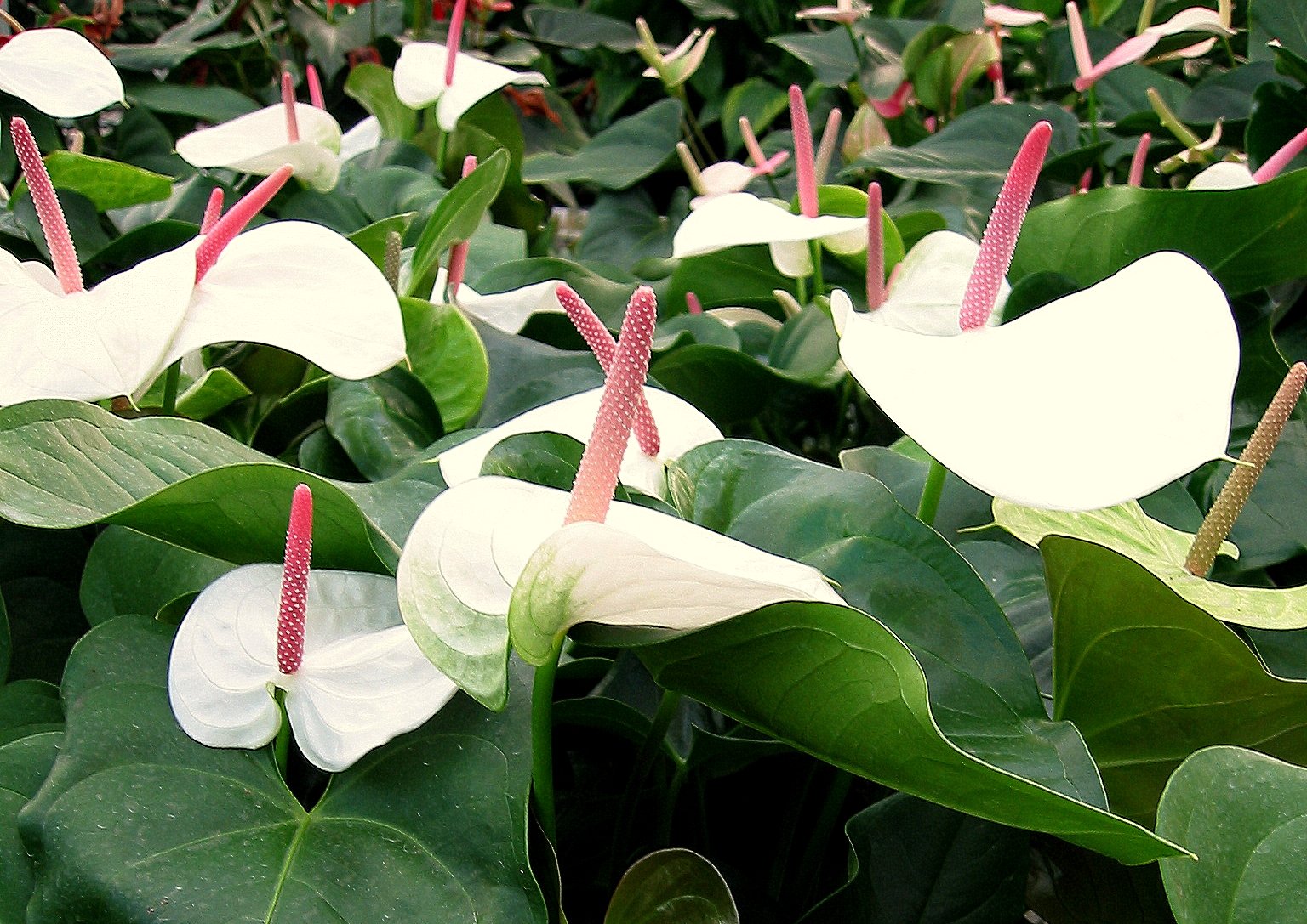 Anthurium White Heart.JPG