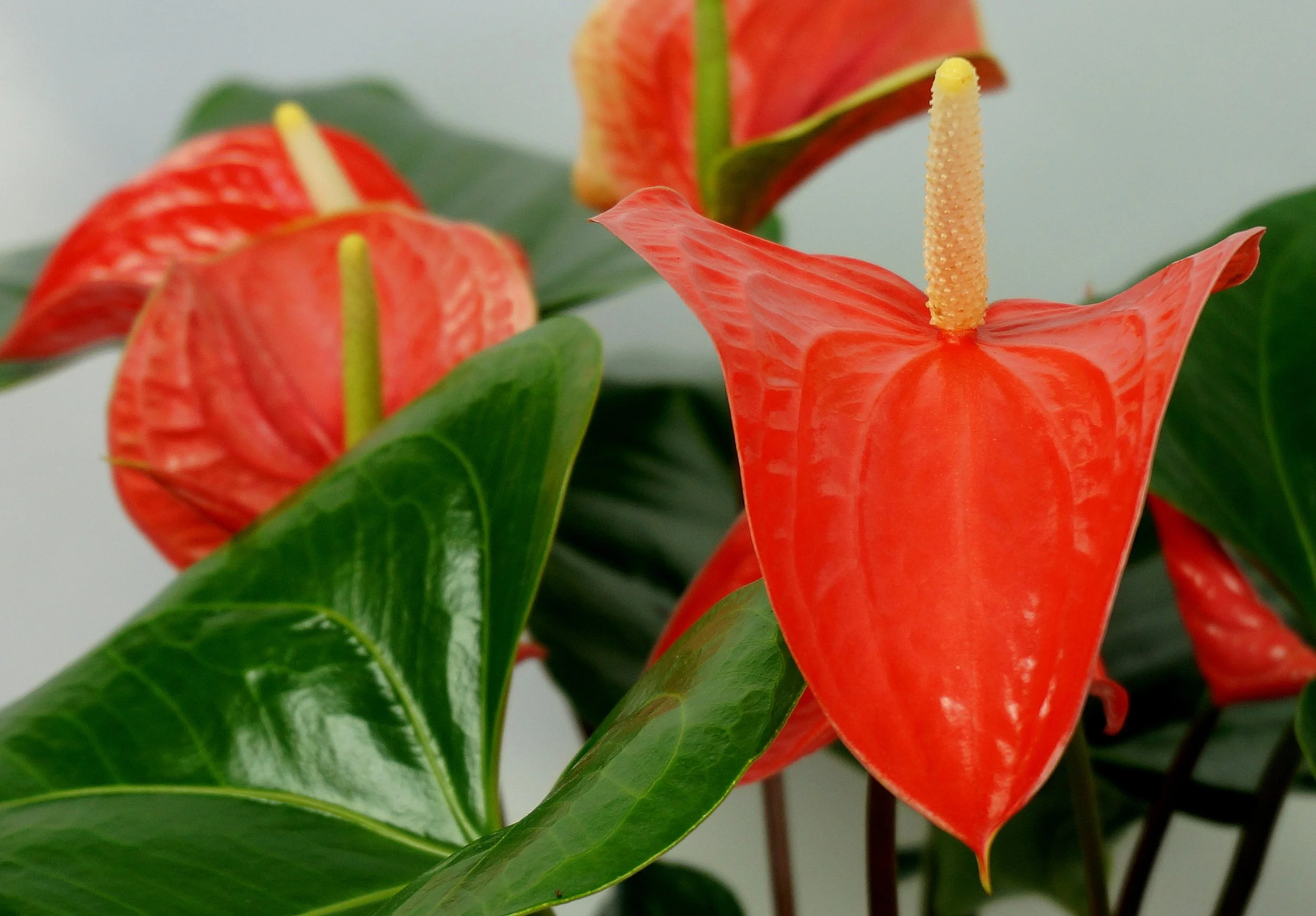 Anthurium 09-4-006.JPG