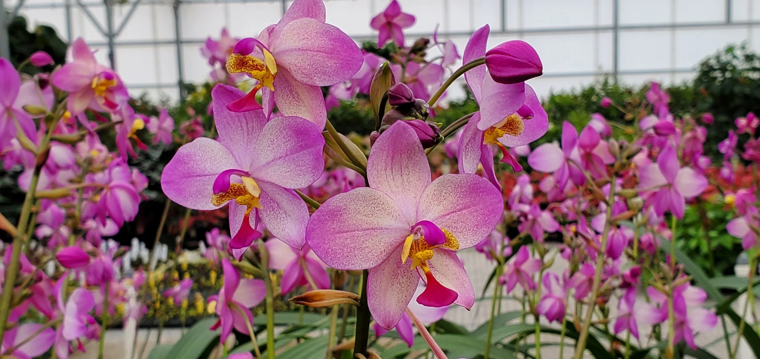 Spathoglottis Harmony-001.jpg