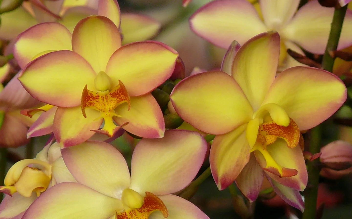 Spathoglottis Mello Yellow-002.JPG