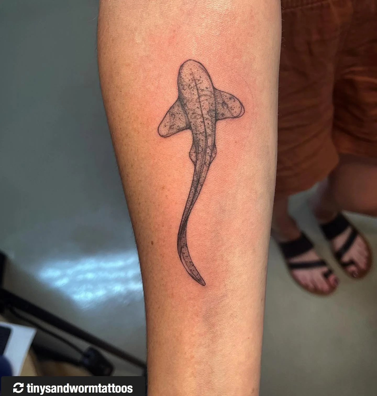 Repost from @tinysandwormtattoos !
&mdash;&mdash;
 leopard shark I got to do! thanks for the trust with your first tattoo!
.
.
.
.
.
.
.
.
.
.
.
.
#tattoo #tattooartist #finelinetattoo #finelinetattoos #leopardshark #leopardsharktattoo #blackandgreyt
