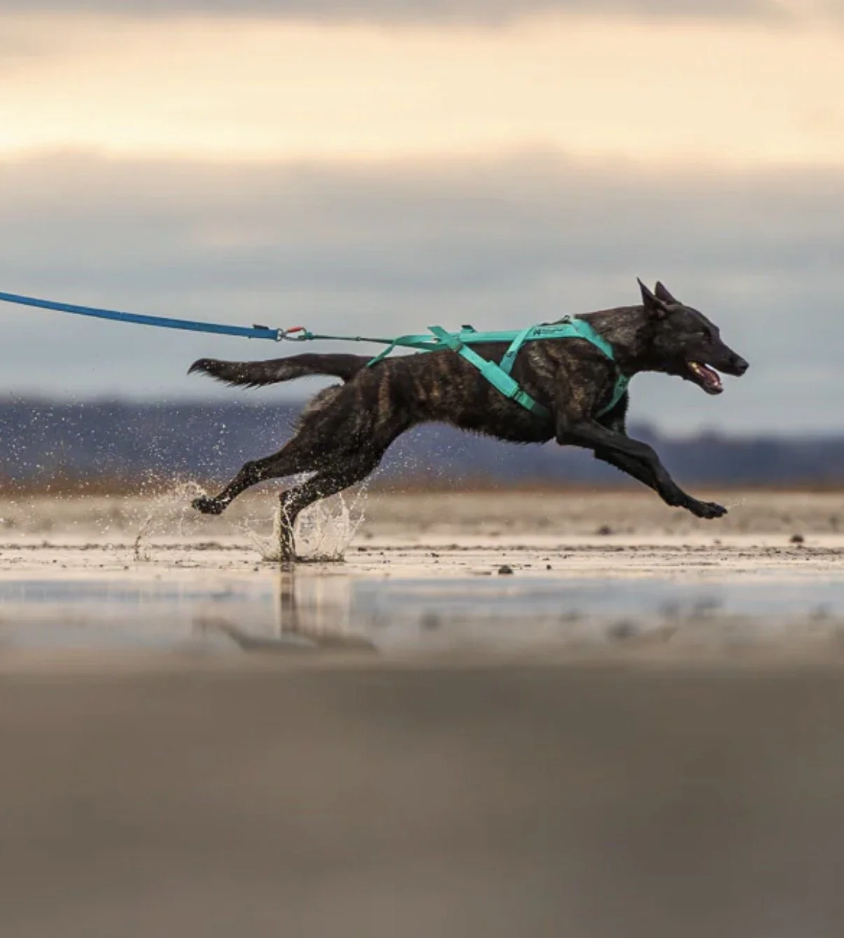 Non-stop Freemotion 5.0 (Adjustable) — Jack and the Pack
