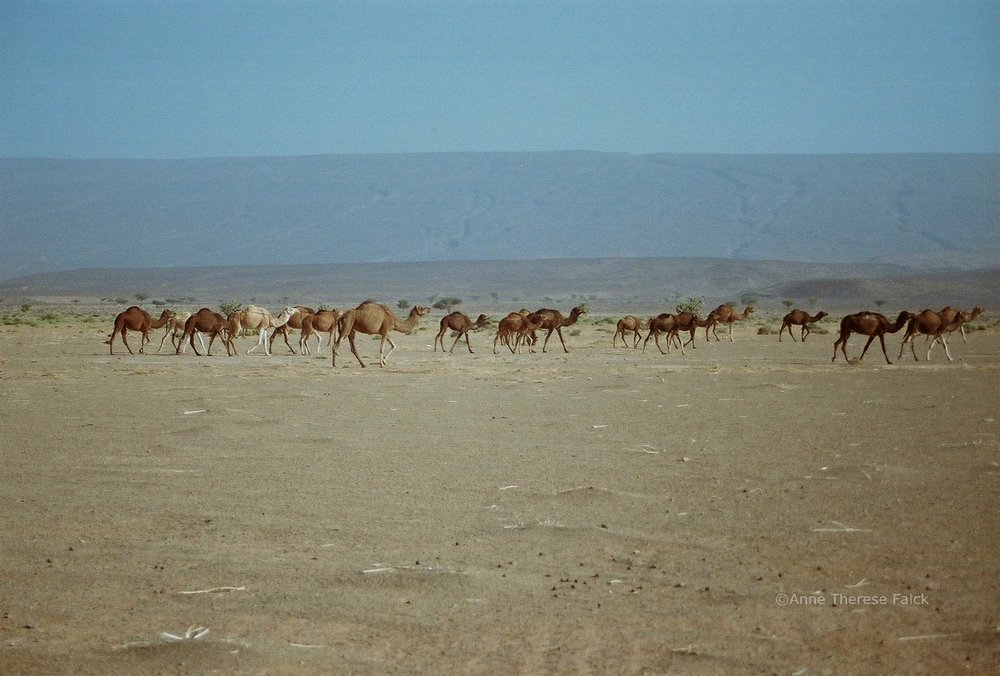 Caravan (Morocco, 2017)