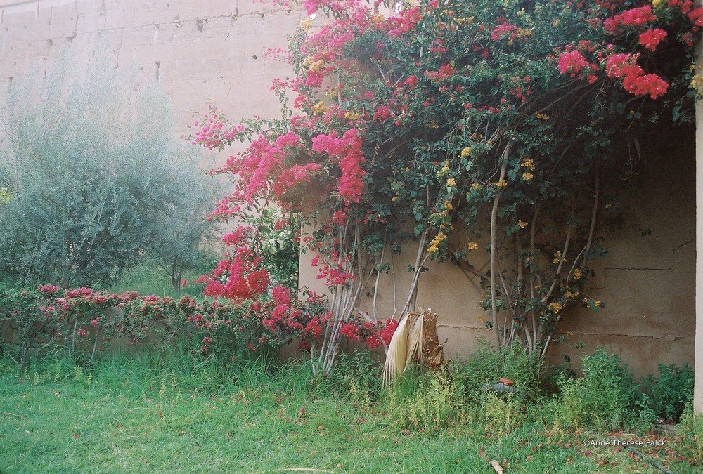 Bougainvillea