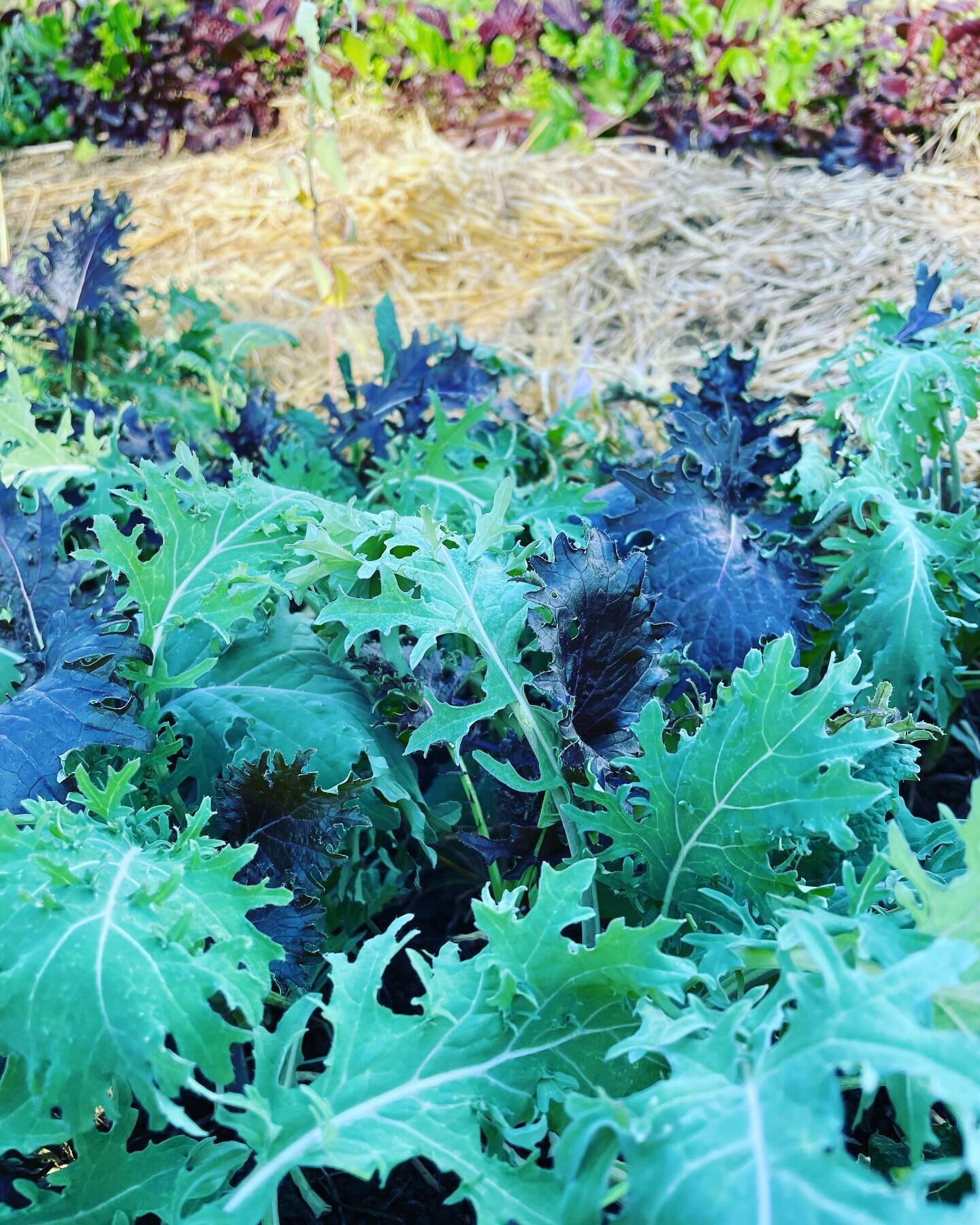 Veggie of the week&hellip;.. (insert drumroll) 
.
.
Kale! Come grab your pizza Saturday (tomorrow) and you can be eating this beautiful kale mix on your pizza. We promise it tastes good! Just harvested from our very own farm @olivebranchgardens_ 
.
.
