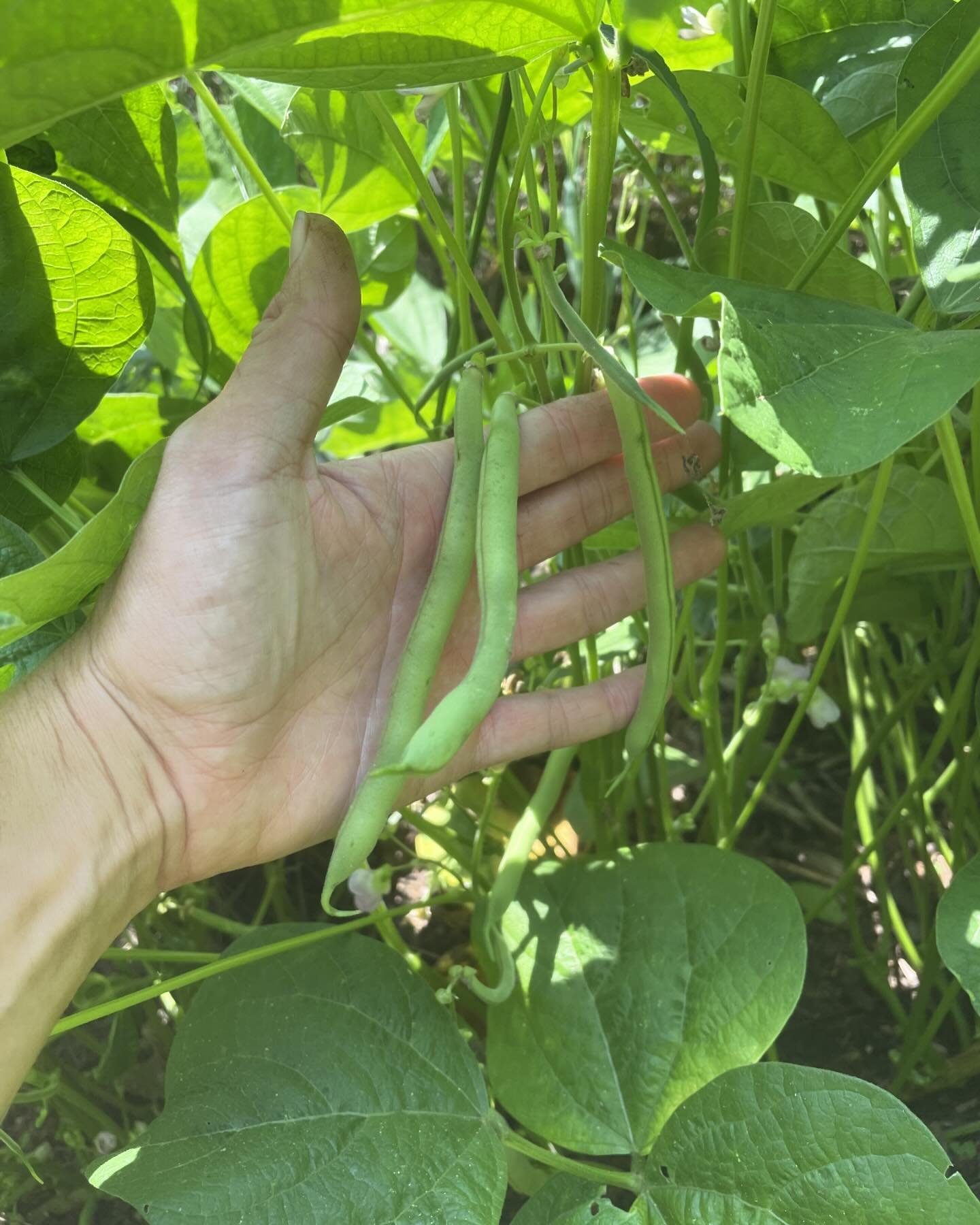Picking green beans from our newly planted row. This is our third row of green beans planted and this is our strongest one yet! We got such a great harvest and so excited to share with our veggie subscription members! 
.
.
#organicgardening #cvillelo