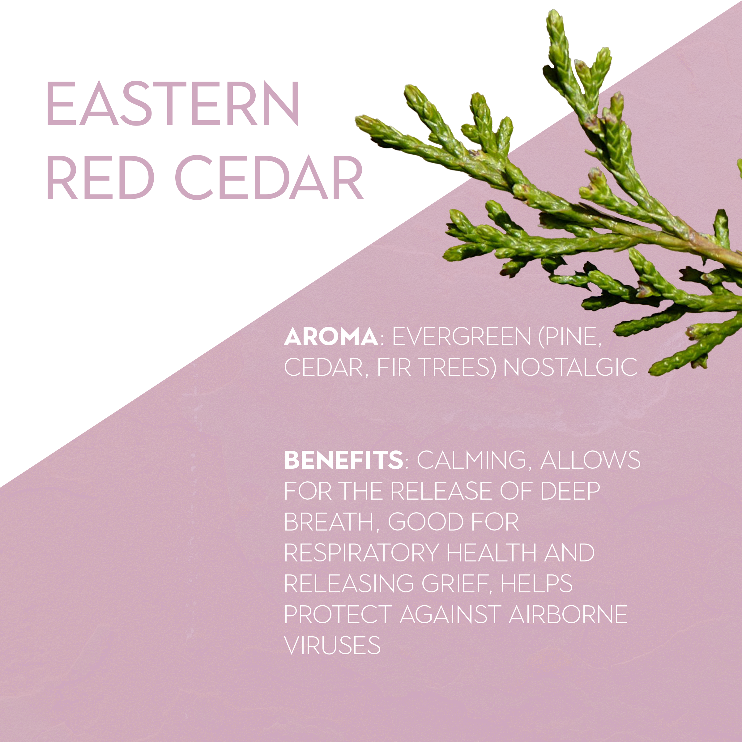 Cedar-Aromatics & Wellness.png