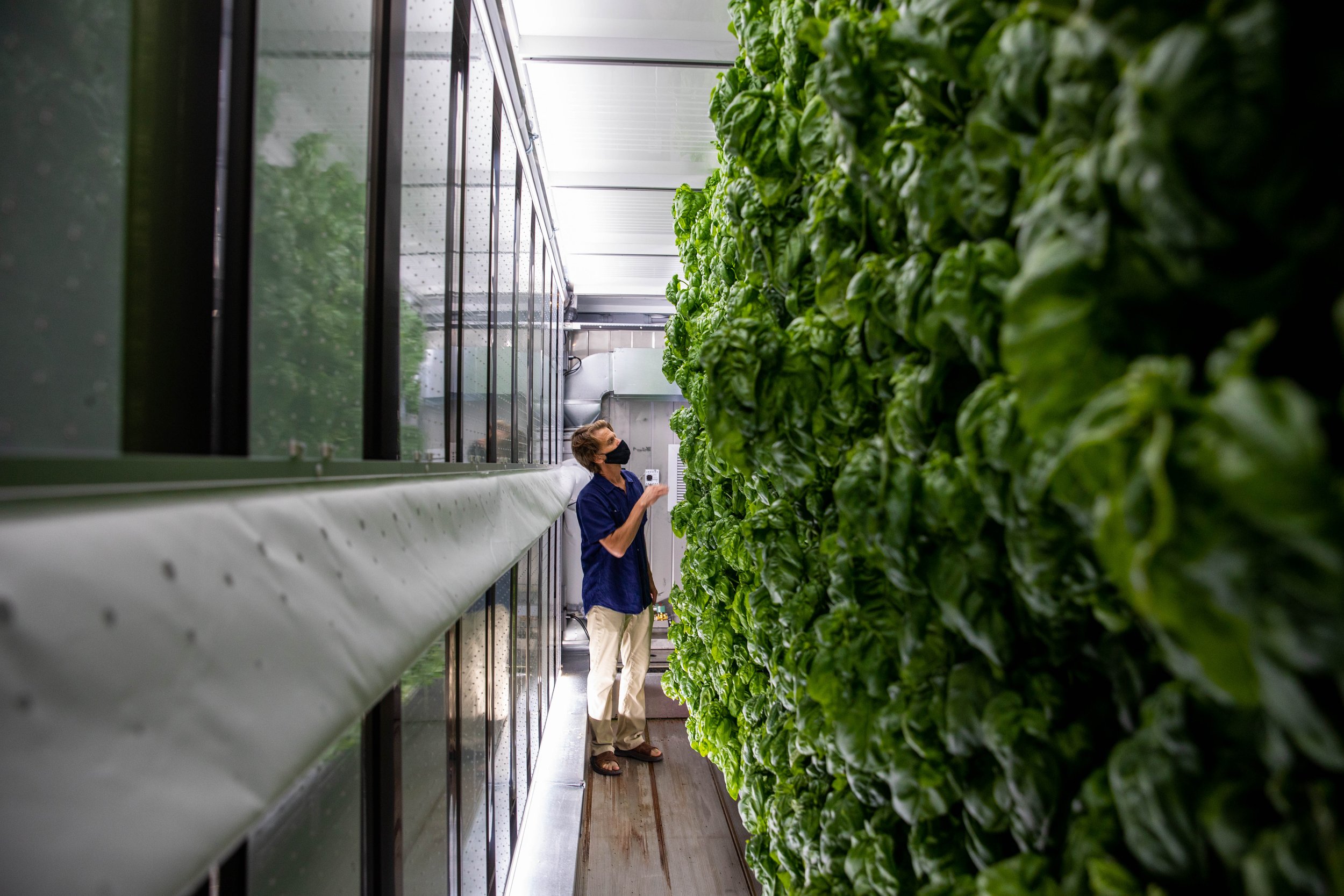 Beyond School Bells Network Lead Jeff Cole checks in on the lettuce in the Greenery at The Bay, on Aug. 27, 2021.