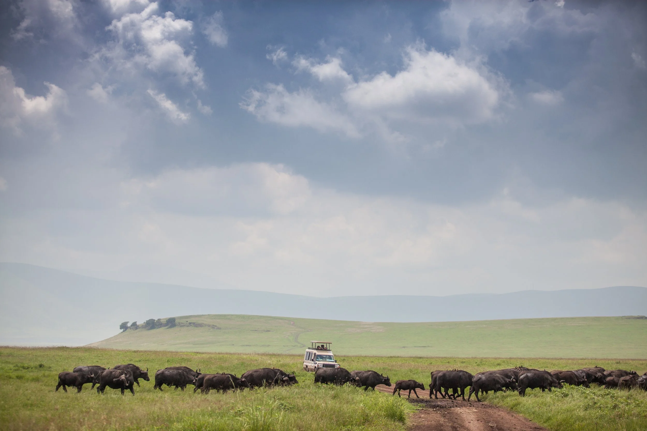 The+Manor+at+Ngorongoro+-+activities+-+game+drive+&+herd+of+buffalo+(c)+Silverless-4.jpg