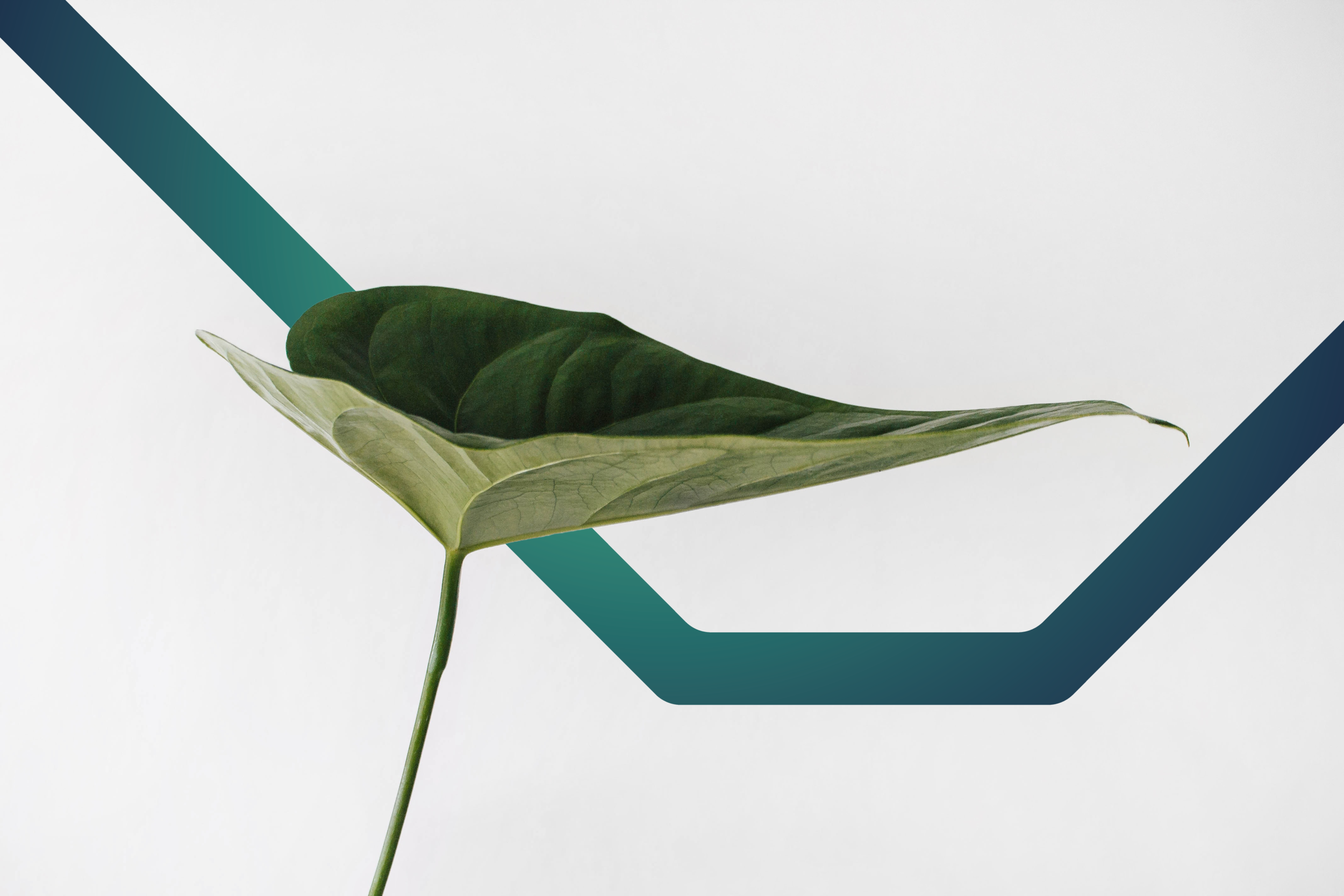 Leaf.png