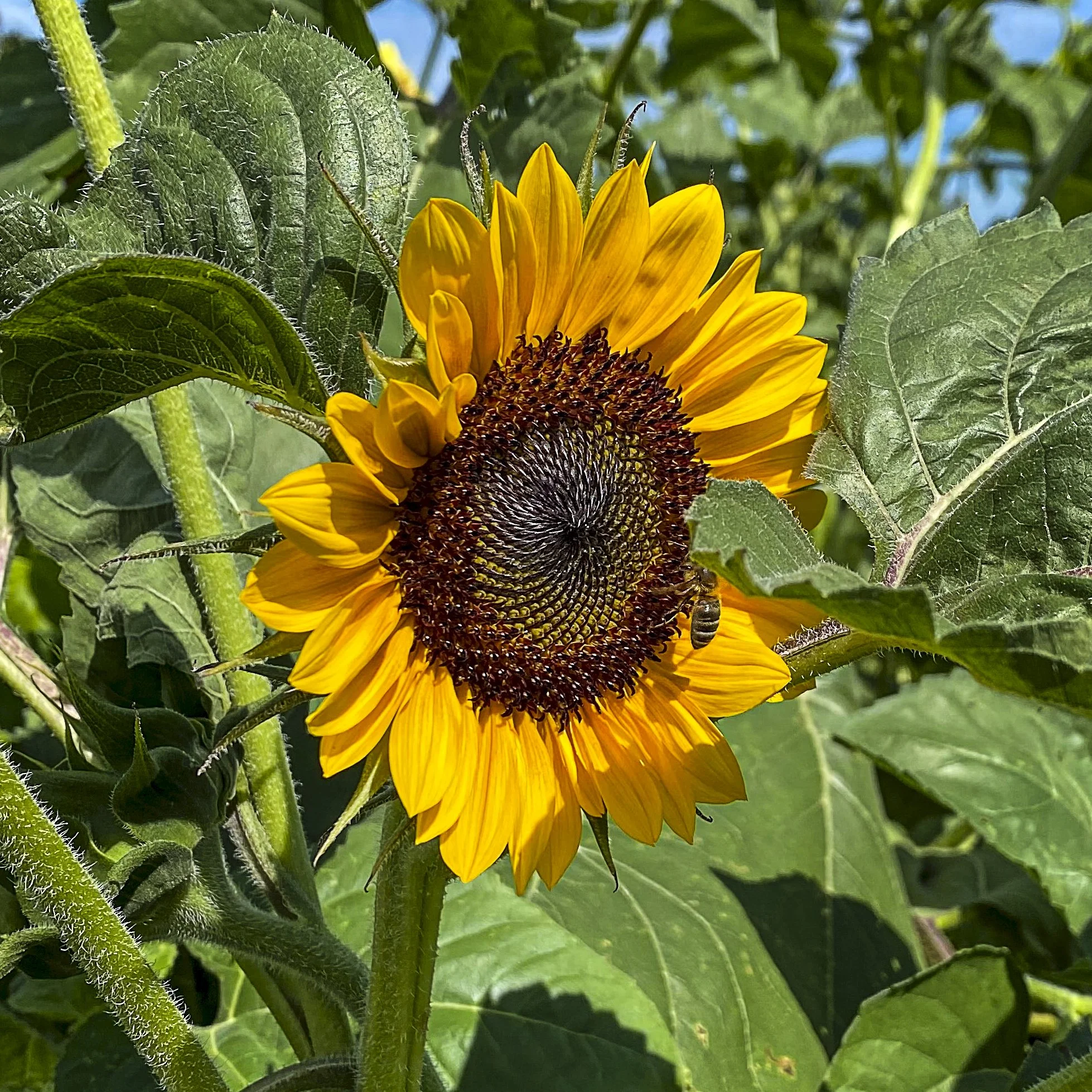 Yellow Sunflower_Shady Brook.jpeg