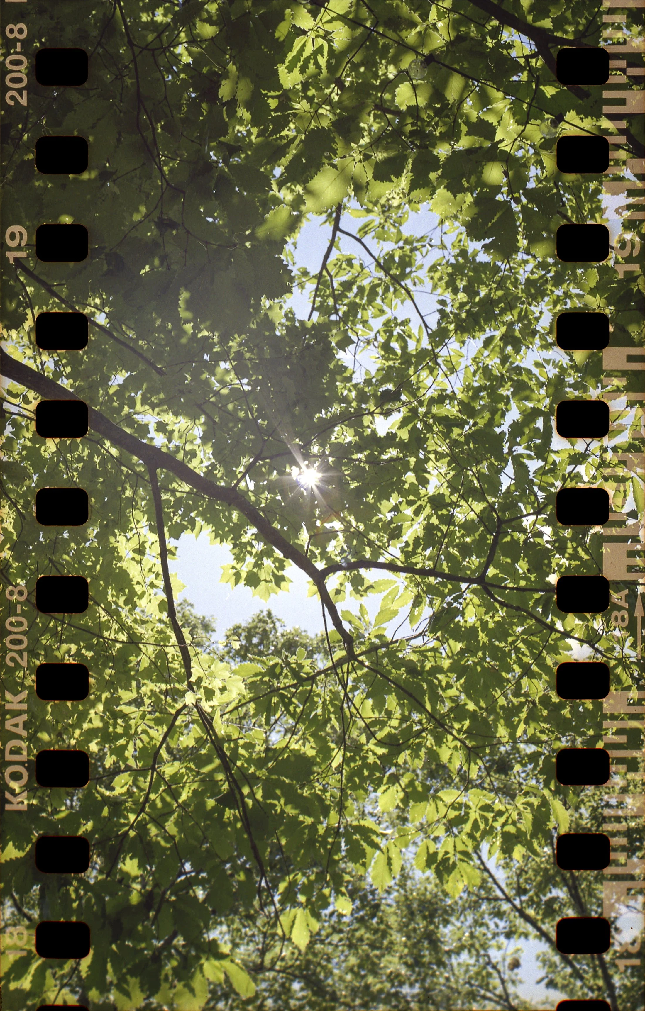Sun Through Branches_Hasselblad_PS_Bushkill, PA.jpeg