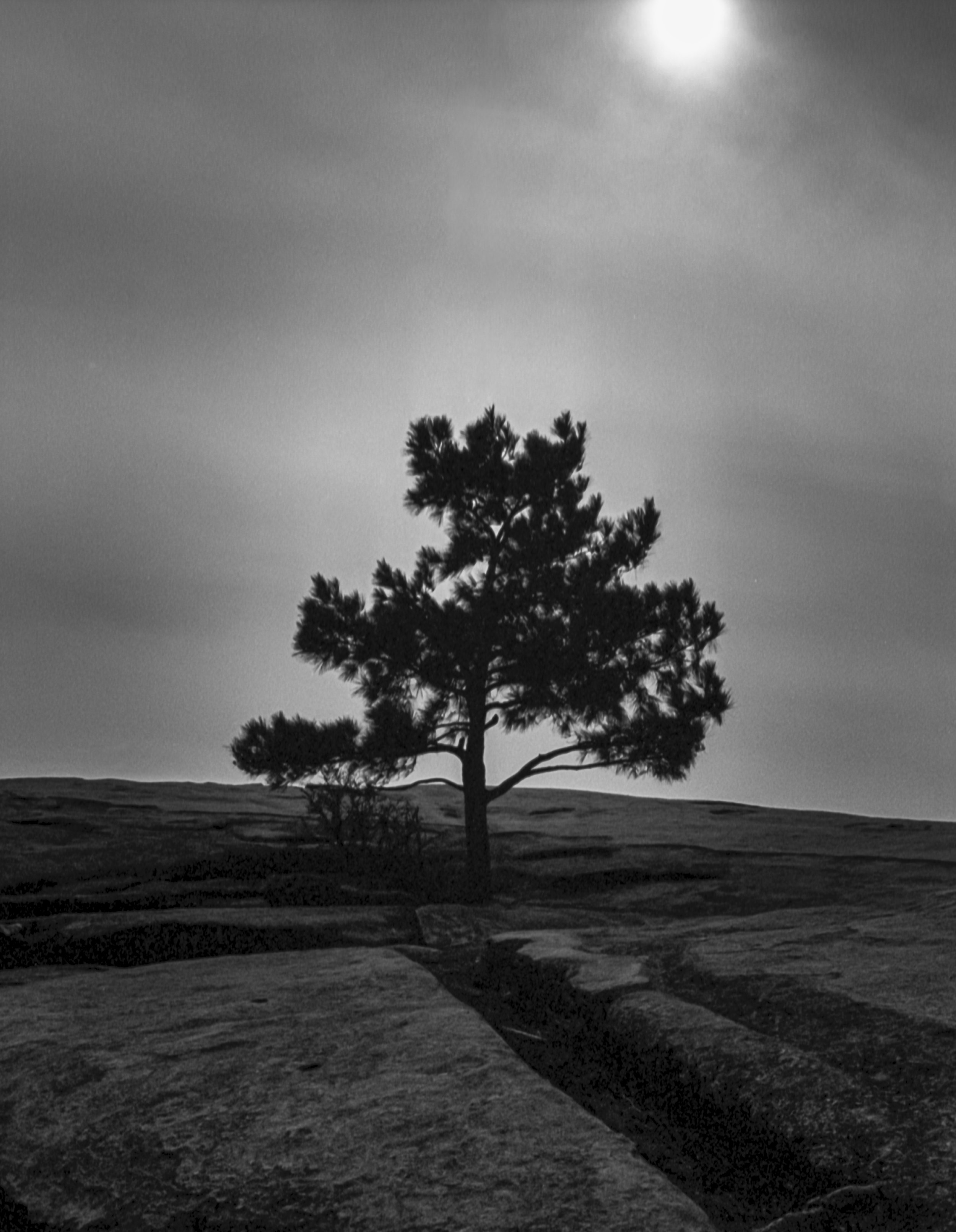 The Lone Tree_Stone Mountain, GA.jpeg