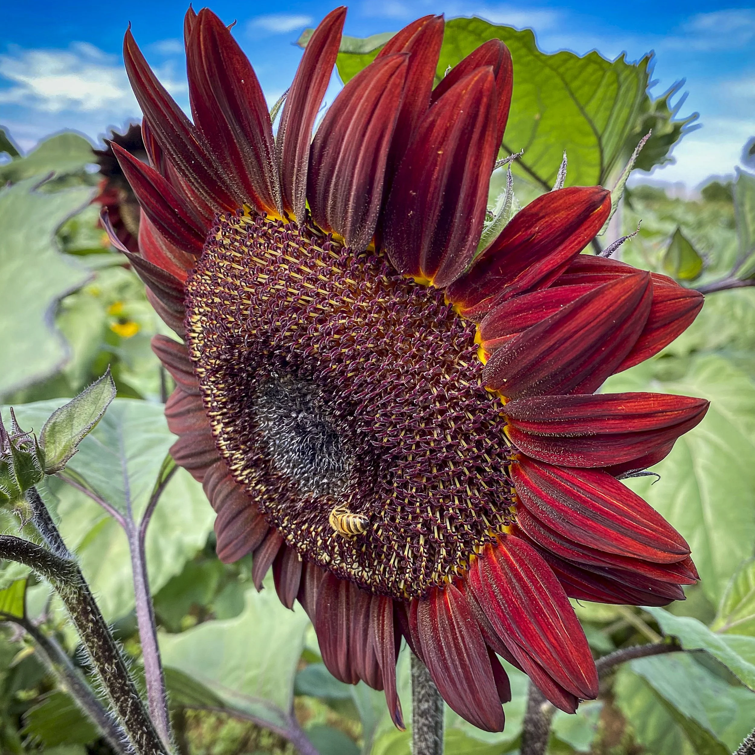 Red Sunflower_Shady Brook.jpeg