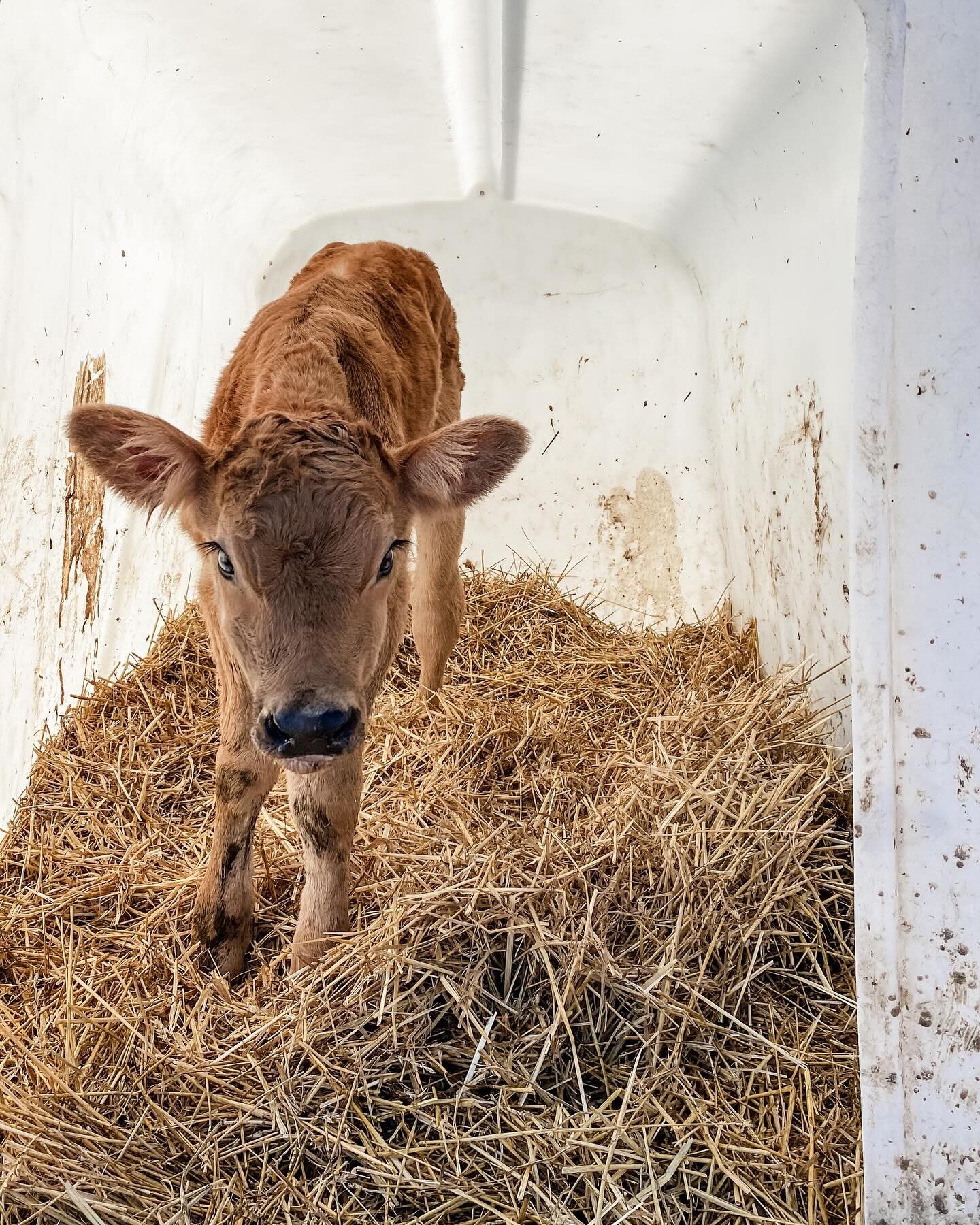Beautiful &ldquo;winter&rdquo; heifer born this week!! 😍
&hellip;
Normally this is the depths of winter but it feels like this little lady has arrived as a spring babe! ☀️
&hellip;
If you&rsquo;re a weather nerd like us, or a gardener/farmer or want