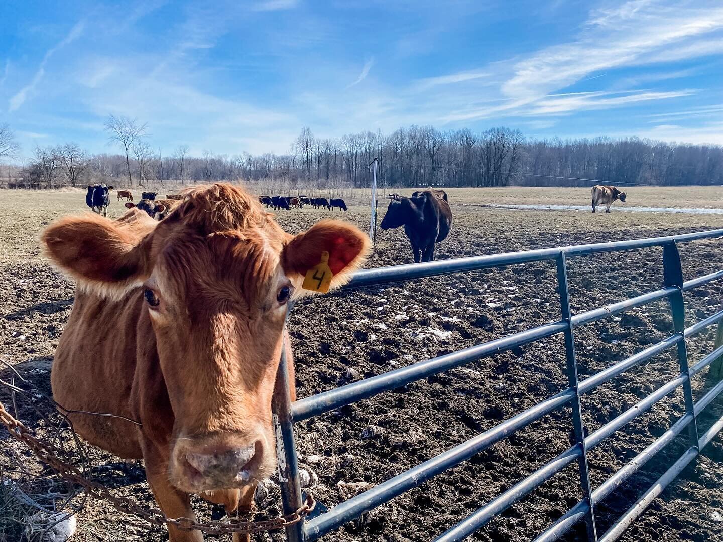 Oooooo it&rsquo;s too real! That blue sky! The warmth of the sun! The cows are ready for spring and so are we! 🌱
&hellip;
While there&rsquo;s nothing to graze, they still have access to the dormant pasture every day to stretch their legs and nap in 