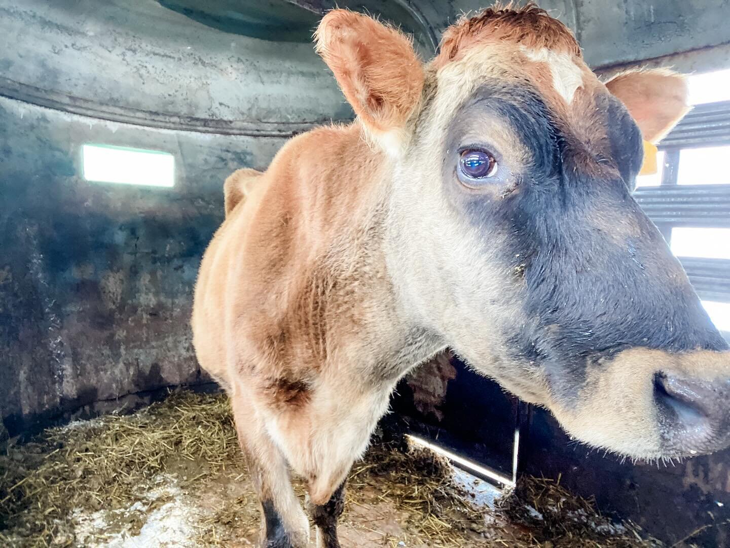 This week was the end of an era 😭
&hellip;
We finally retired Peggy Sue, the 3rd cow we ever purchased on a snowy Super Bowl Sunday. 🤯
&hellip;
She has served our herd well, having 11 calves in her 13 years with high milk production for long lactat