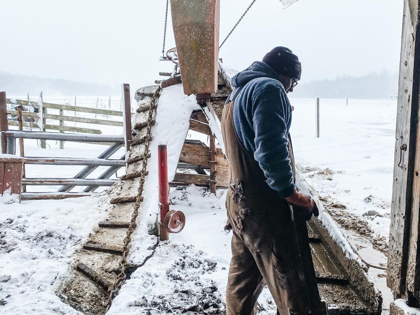 *Snow* Work &amp; Play ❄️
&hellip;
All the animals are fed, barns &amp; cement cleaned, clean bedding to every group 💪 We are ready for the arctic air coming this way!!
&hellip;
Kids played &amp; sledded for 3 hours - we had to pull them inside to r