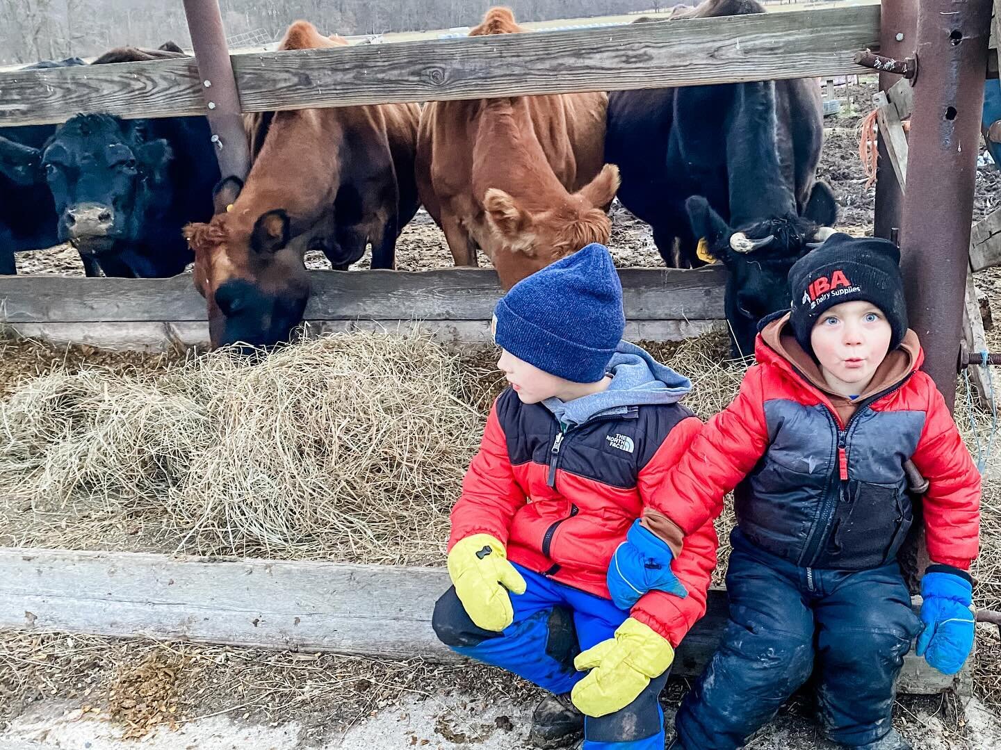 Found some cute farm boys while feeding the cows 🐄
&hellip;
We had another baby born this week and two more due before the end of the month! 🎄
&hellip;
#babycows #littlehumans #mamacows #humanmama #winteronthefarm #farmkids #farmboys #cowsofinstagr