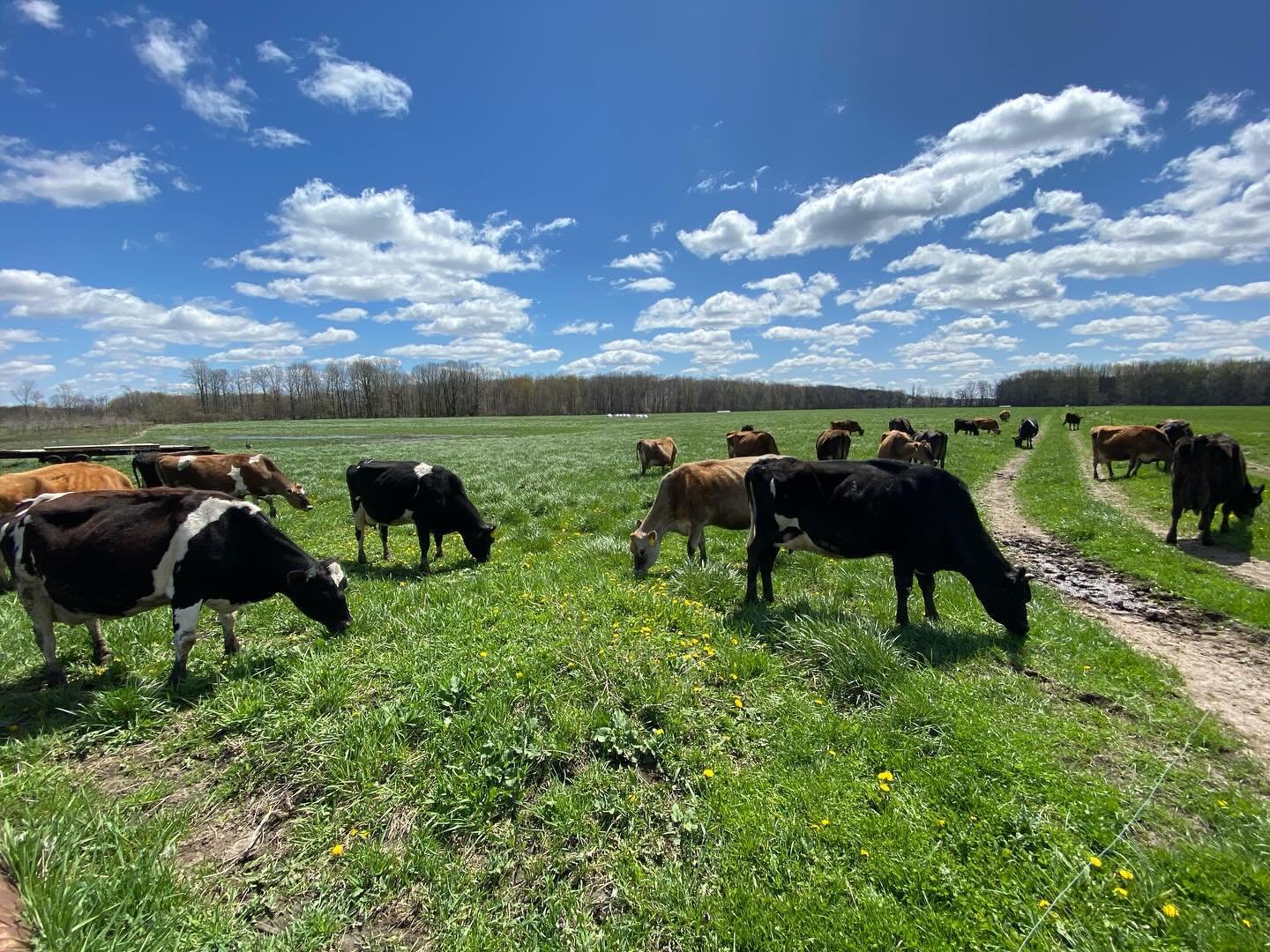 We enjoyed the happiest of Earth Days!! 💙🌎💚
&hellip;
The cows are officially starting their grazing season with short (4-6 hour) windows of time to graze. ☘️
&hellip;
We are still offering hay as they transition their rumen from wet baleage to gra