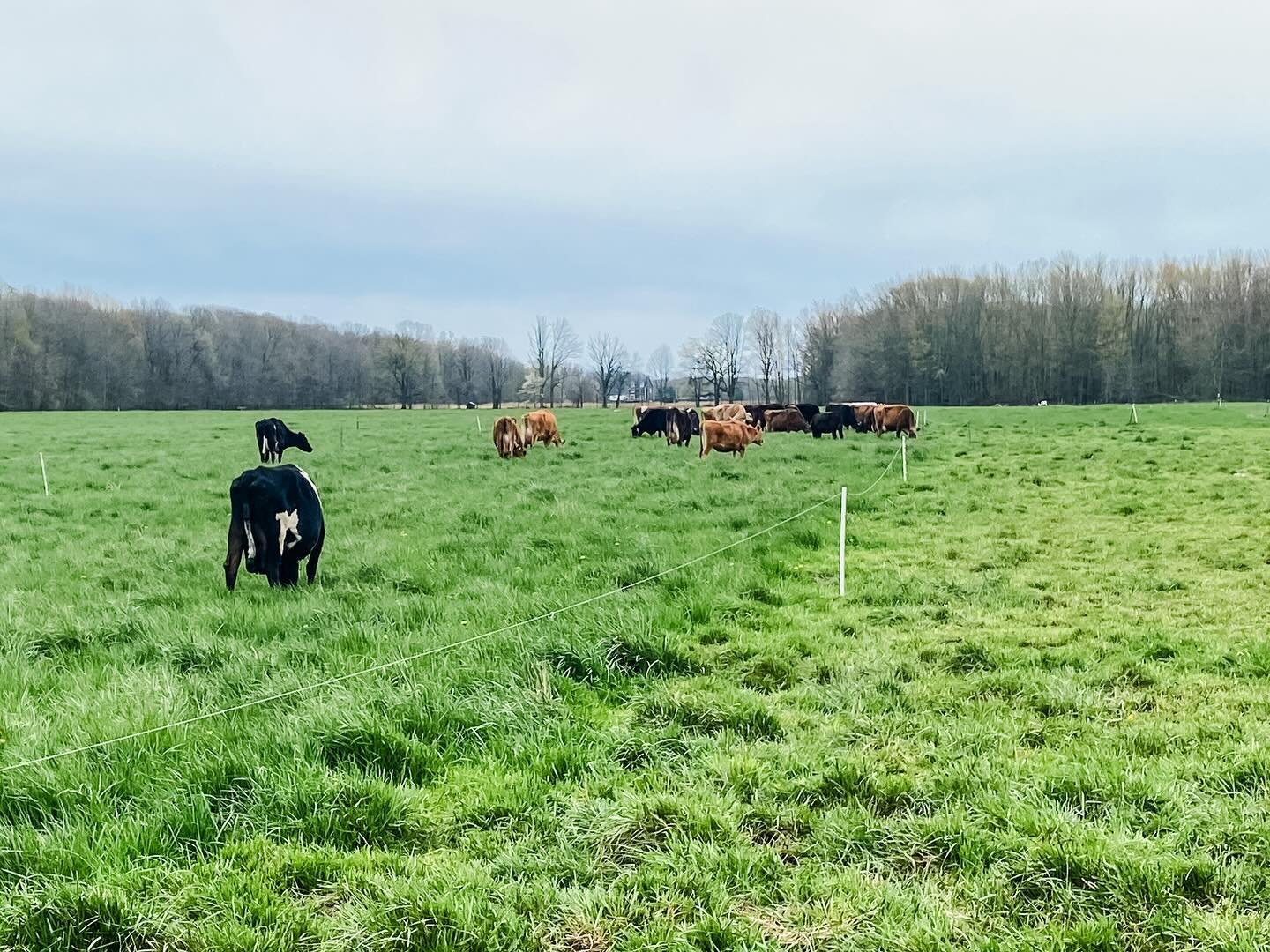 Managed grazing is known by a lot of names - rotational grazing, intensive grazing, mob grazing, strip grazing, etc. All of them are generally alluding to similar methods - managing how many animals, in how much pasture, for how much time, and with h