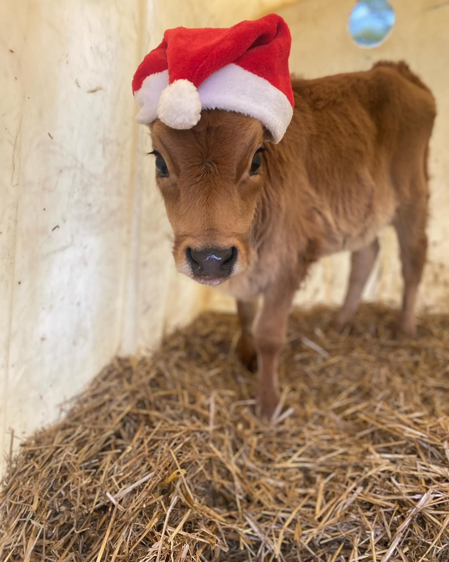 Merry Christmas from our farm family to yours!! 🐮🎄
&hellip;
#christmasonthefarm #lilcutie #santacow #christmas #winteronthefarm #heifercalf #jerseycalf #futuremilker