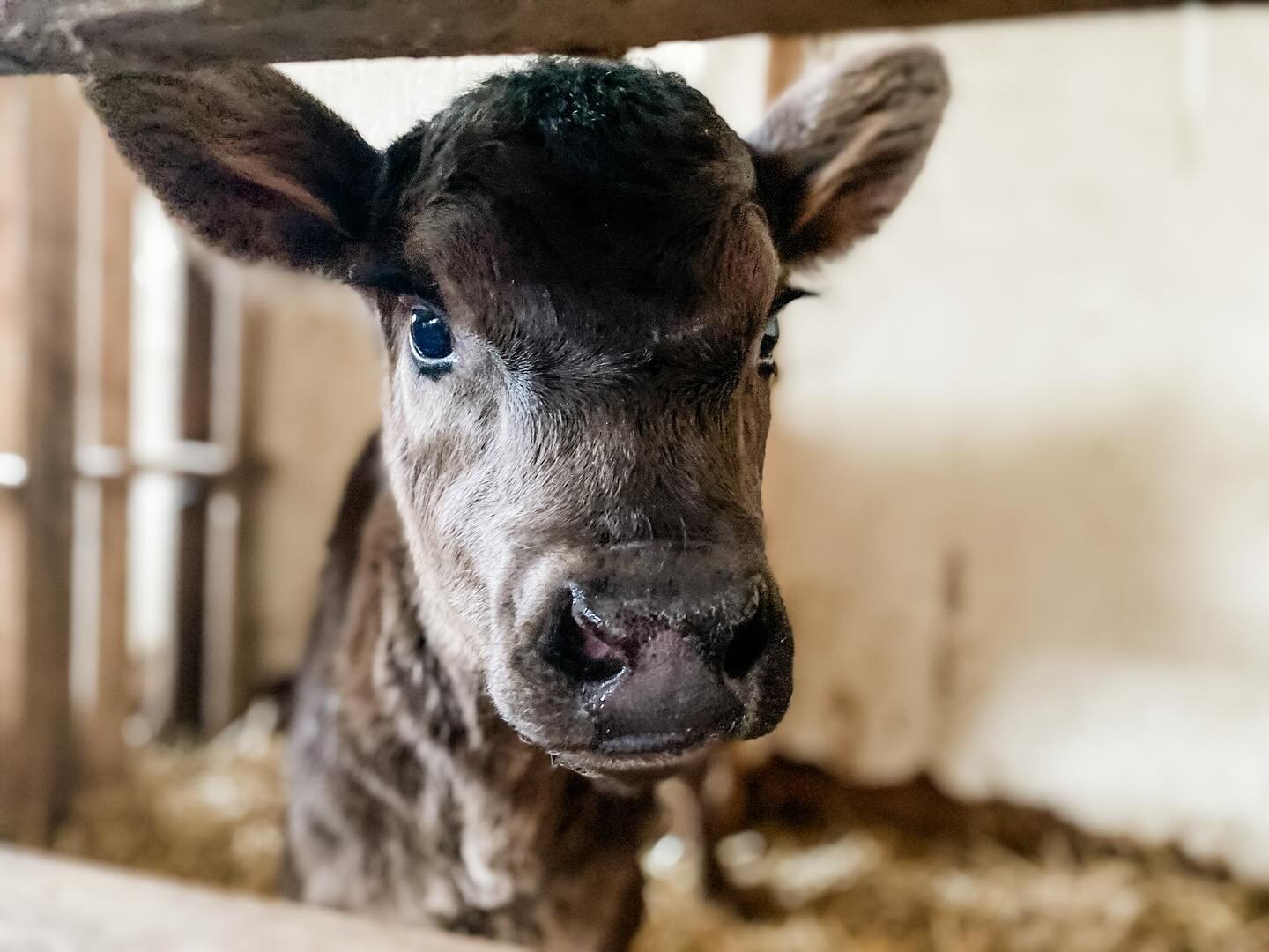 First photos of 2025 🫶🏻
&hellip;
It&rsquo;s been a whirlwind of ups and downs - no different than any other season on the farm. 😆
&hellip;
Two fresh cows and calves - one black Angus heifer and one Red Angus bull 🐂
&hellip;
We finished adding 20 