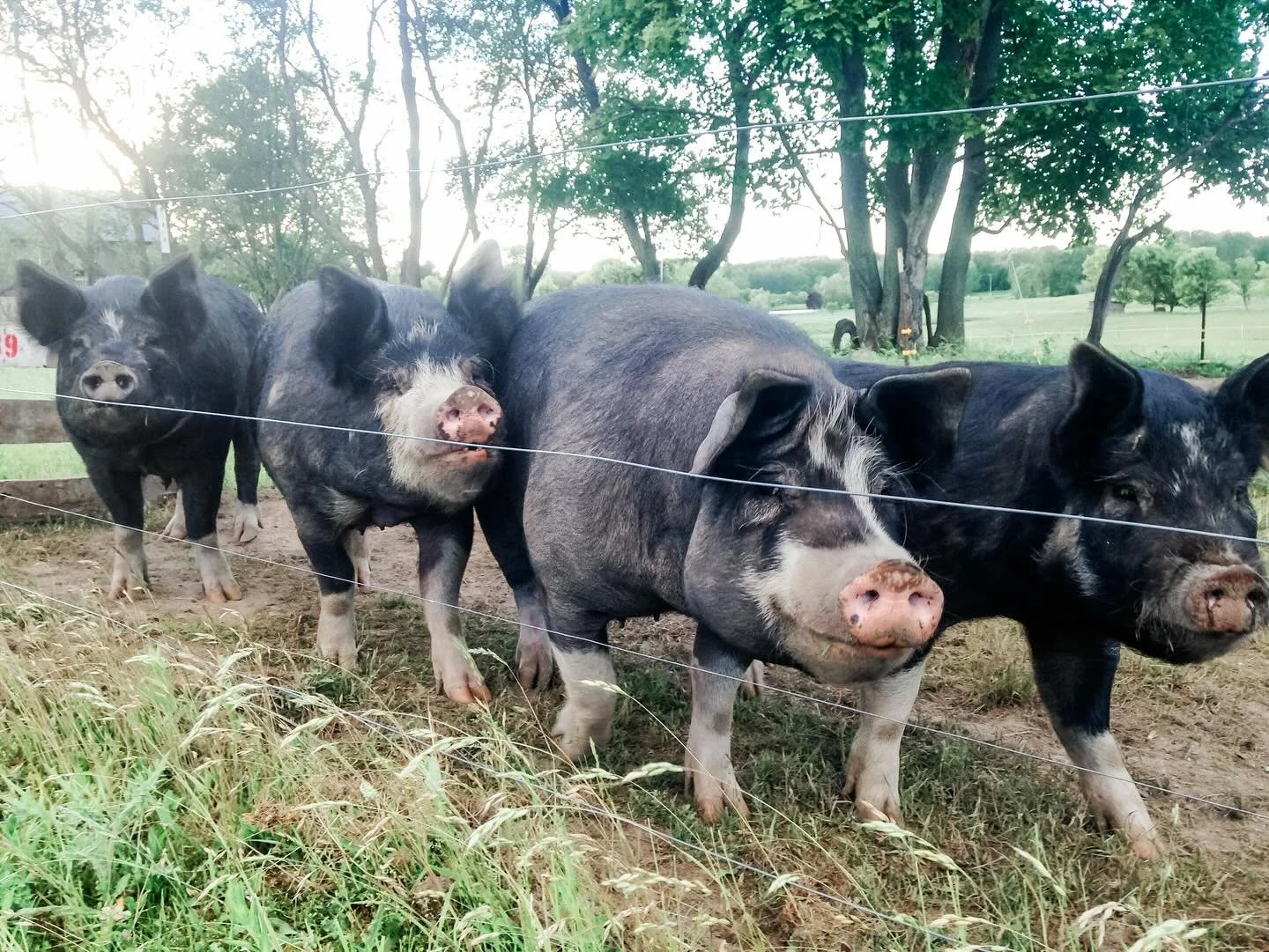 BACON 🥓 SAUSAGE 🌭 CHOPS 🐷
&hellip;
We have a limited amount of pork left in our harvest group scheduled on Wednesday June 25 - pickup is on the farm and will take about a month to custom process for you, with lots of time for summer grilling. ☀️
&