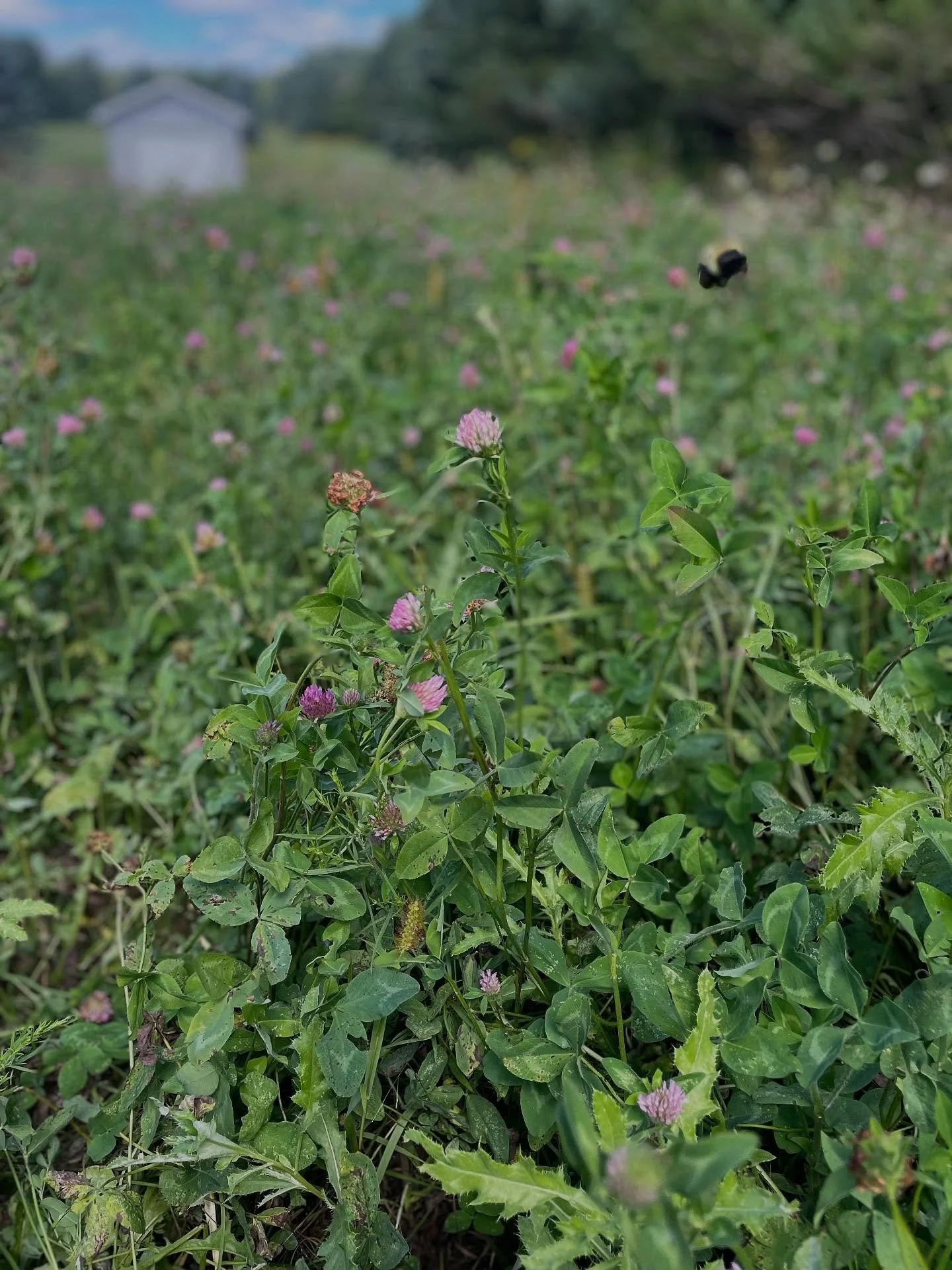 Pollinator Paradise on Labor Day Weekend 🐝
&hellip;
The weather was perfect for a last hay cutting - we mowed a rented field that we planted this spring. It made some nice clover baleage mixed with some grass and weeds. 😜 I think the field will imp