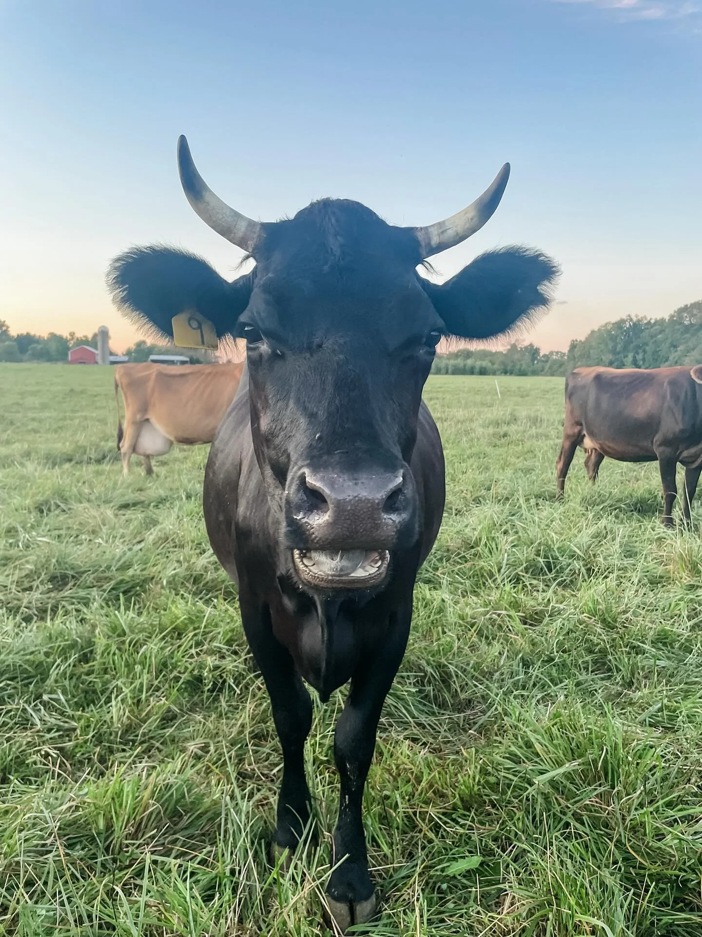 ✨Golden Hour ✨
&hellip;
I don&rsquo;t think there&rsquo;s a better way to wrap up a day than an evening walk through the herd this time of the year. 🐄
&hellip;
We want eyes on the cows for a variety of reasons during the day, but mainly looking for 