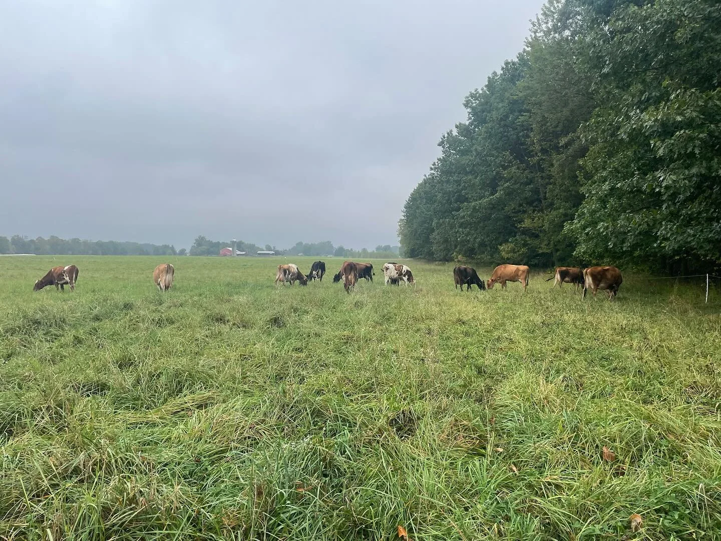 Foggy Fall Mornings 🍂🍁🍃🐄