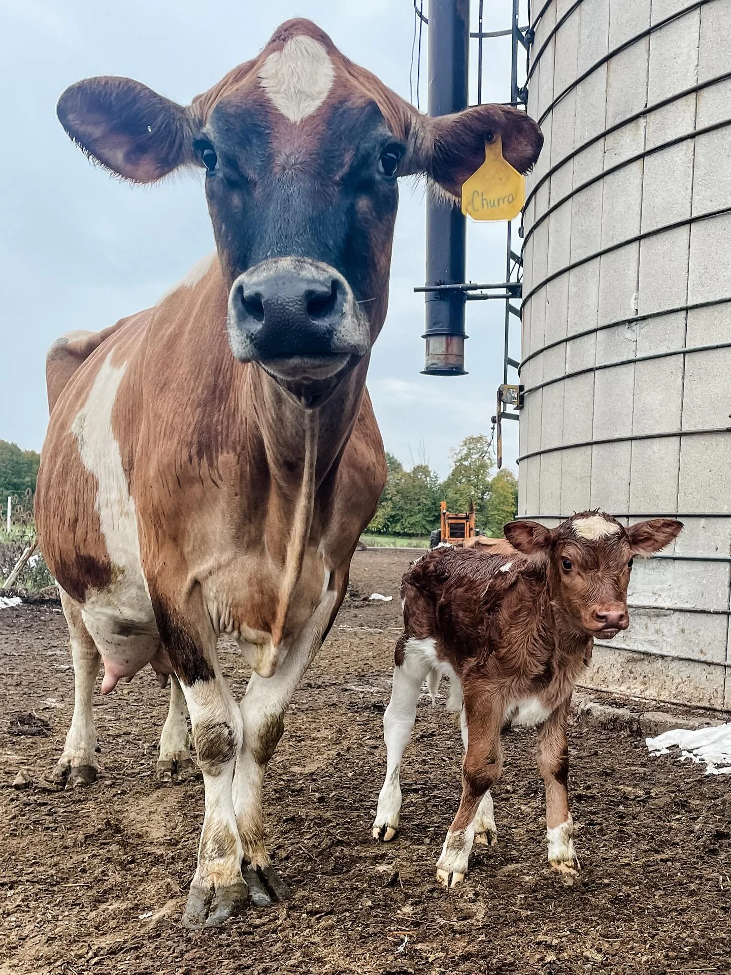 I&rsquo;m so used to due dates being estimates that I was genuinely surprised to walk out and find that Churro had her calf the morning of her due date 🤣
&hellip;
Cal is a Hereford-Jersey cross bull and a certified cutie 😍
&hellip;
Life has looked 