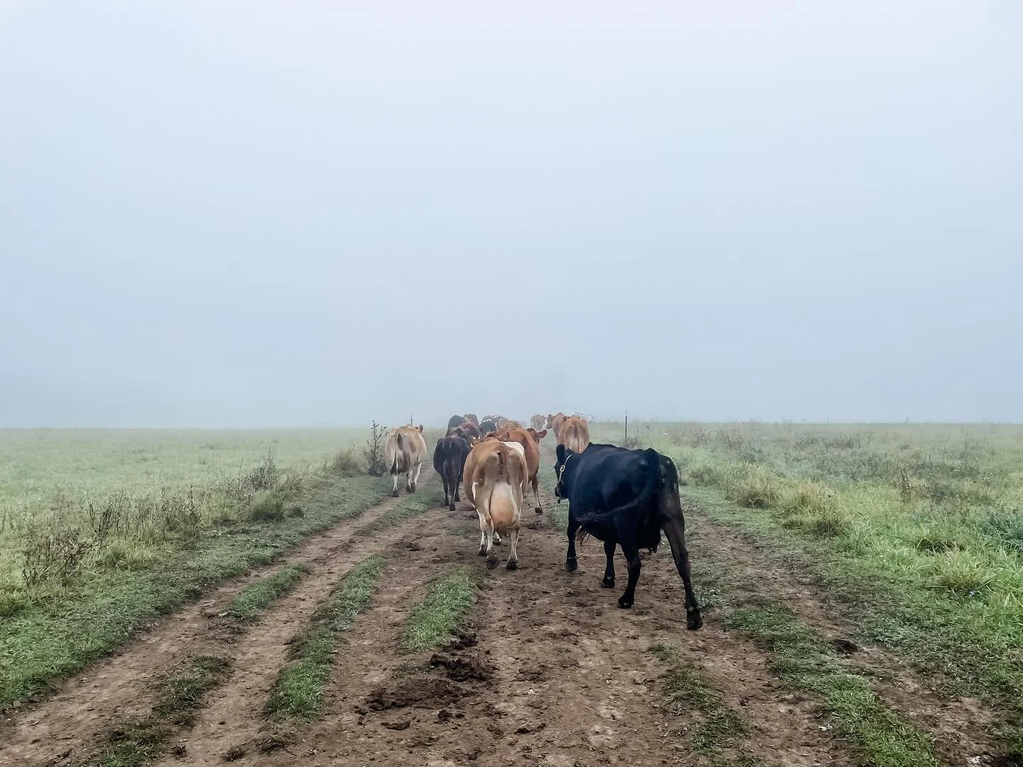 Foggy Fall Mornings 🍂
&hellip;
#fallonthefarm #fallmornings #dairyfarming #dairycows #grazingcows #stillgrazing #peaceful x