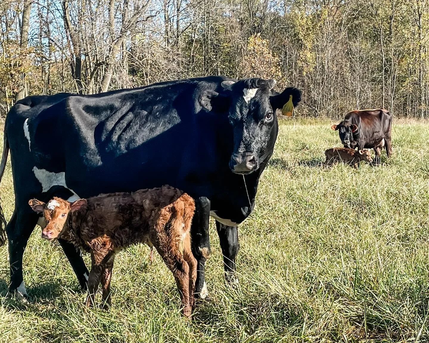 Sunday 
&hellip;
✅ Milking &amp; calf chores 
✅ Move Pastures 
✅ Load beef calves out to fall/winter grazing 
✅ Unload &amp; load out finished market beef calves
✅ Home to find not 1 but 2 fresh babies in the two hours we were gone 😀
✅ Milk mamas &a